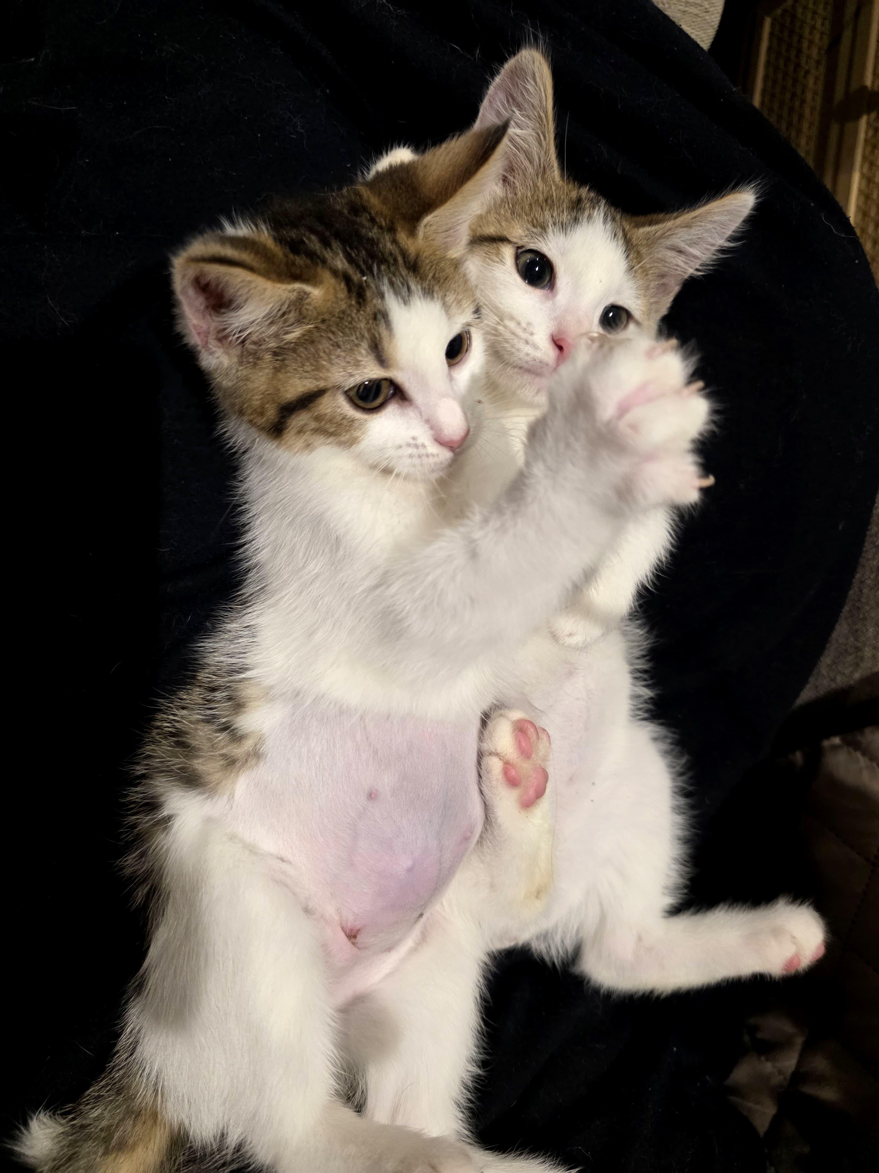 Timmy and Scoopy, adopted, Kitten Female Domestic Short Hair.