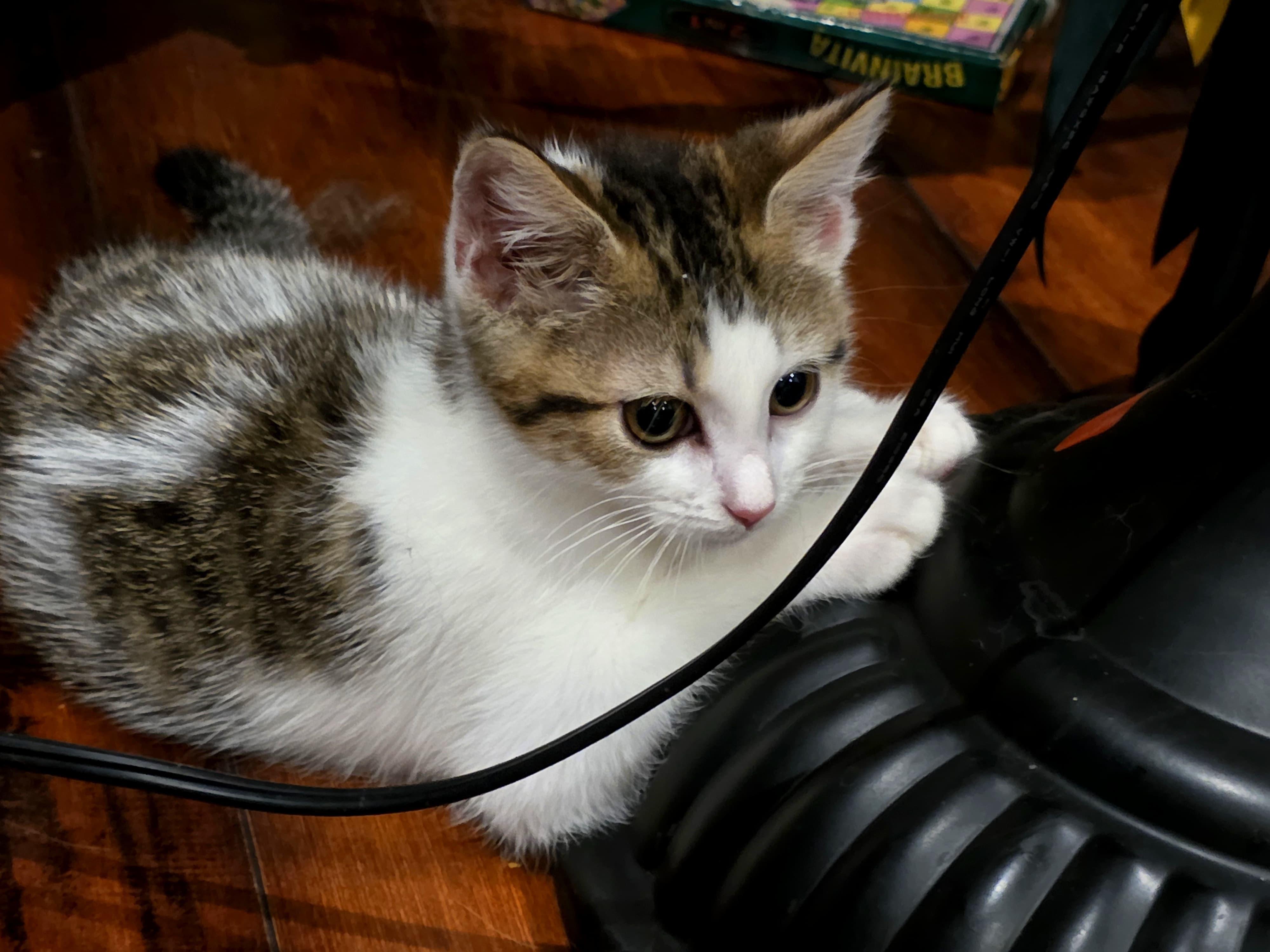 Enlarge Timmy and Scoopy, an adopted Domestic Short Hair in Fairfax, VA image 2/5