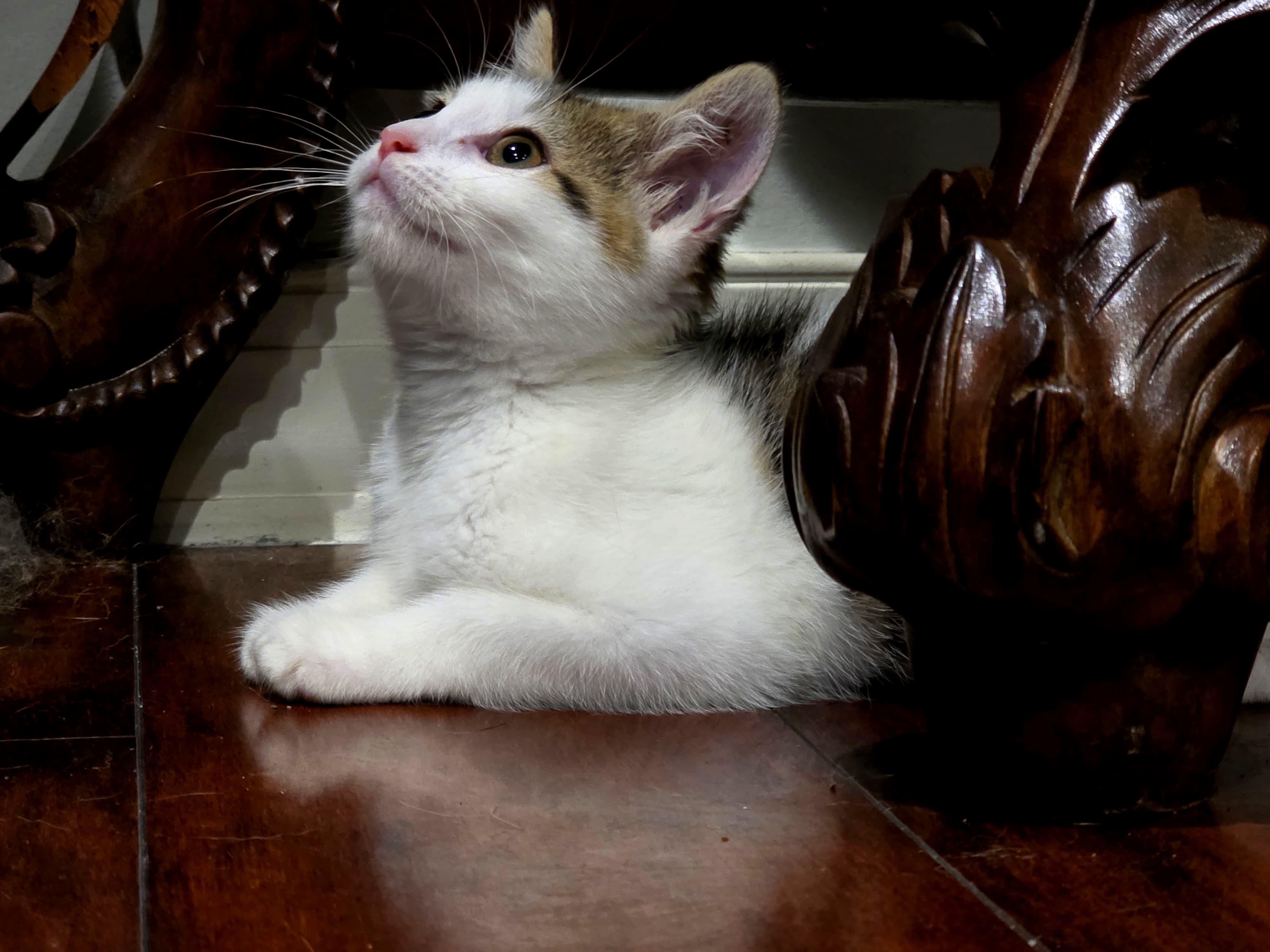 Enlarge Timmy and Scoopy, an adopted Domestic Short Hair in Fairfax, VA image 4/5