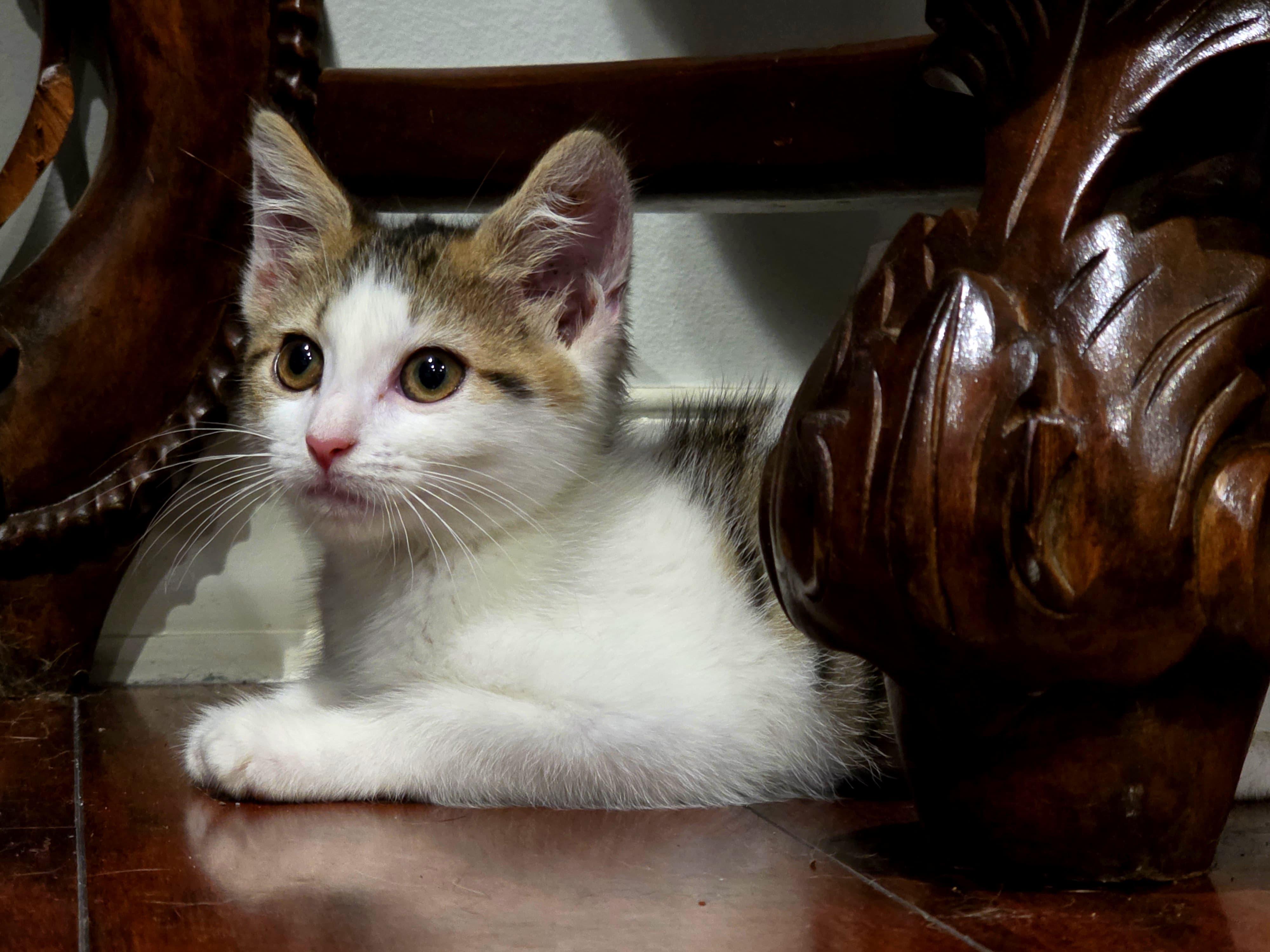 Enlarge Timmy and Scoopy, an adopted Domestic Short Hair in Fairfax, VA image 5/5