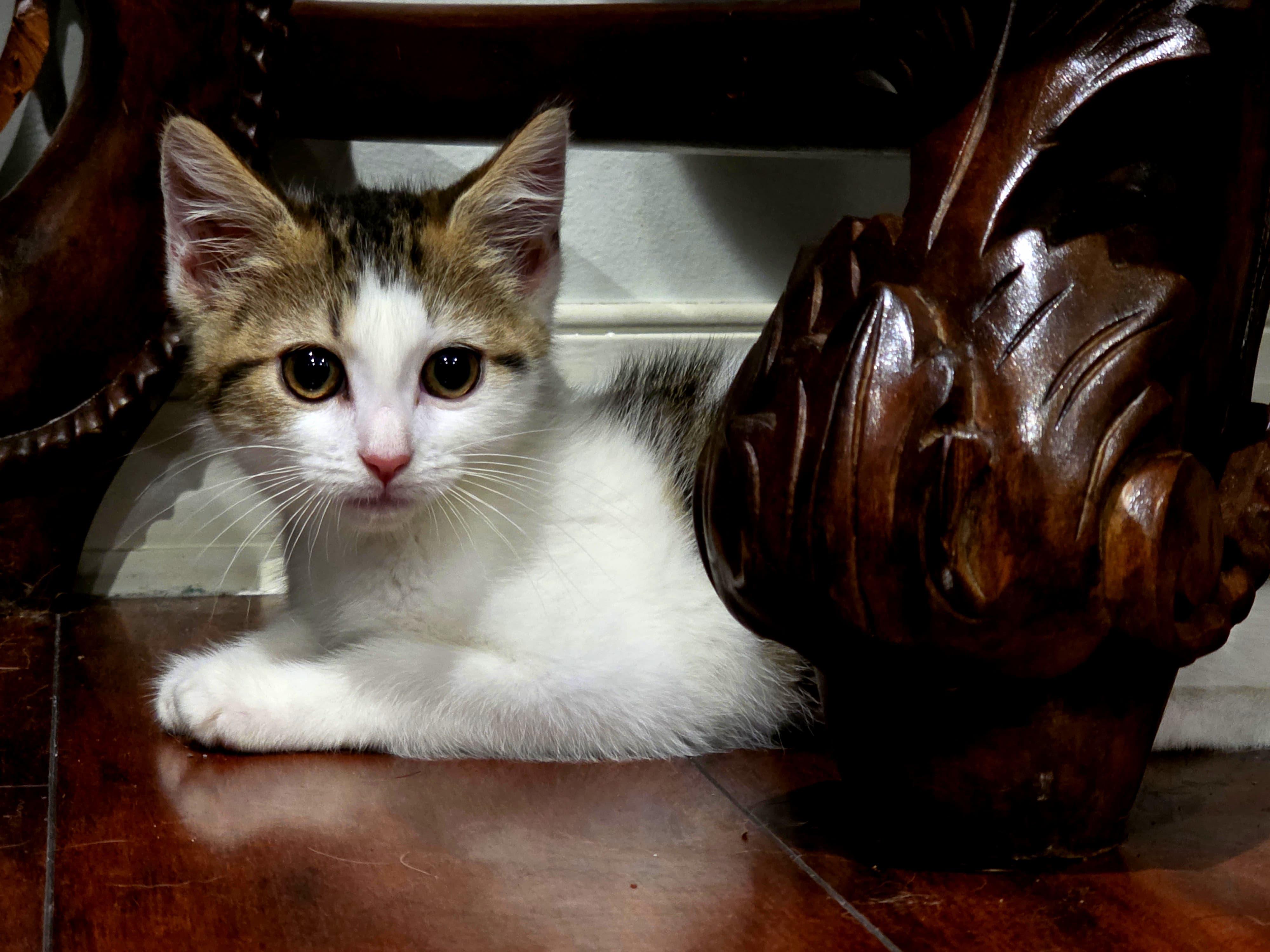 Enlarge Timmy and Scoopy, an adopted Domestic Short Hair in Fairfax, VA image 3/5