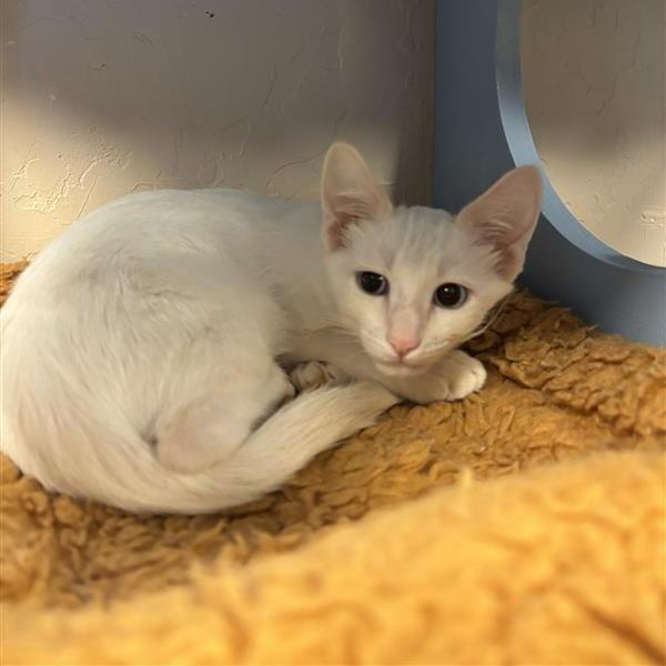 Frank, Adoptable, Kitten Male Domestic Short Hair.