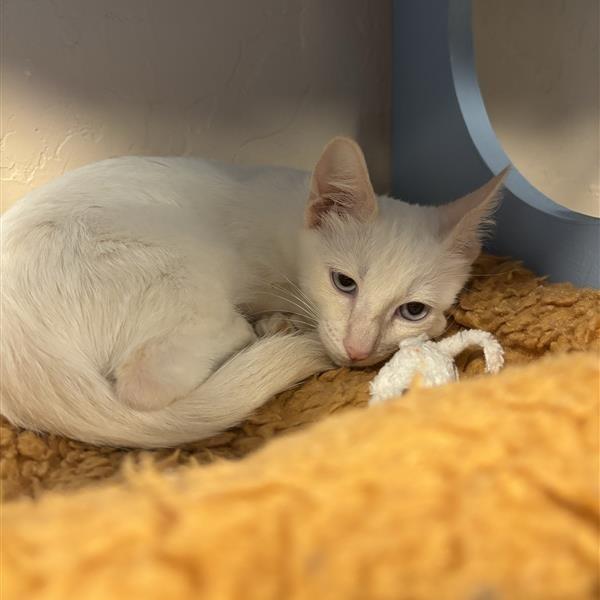 Enlarge Frank, a Adoptable Domestic Short Hair in Tempe, AZ image 2/4