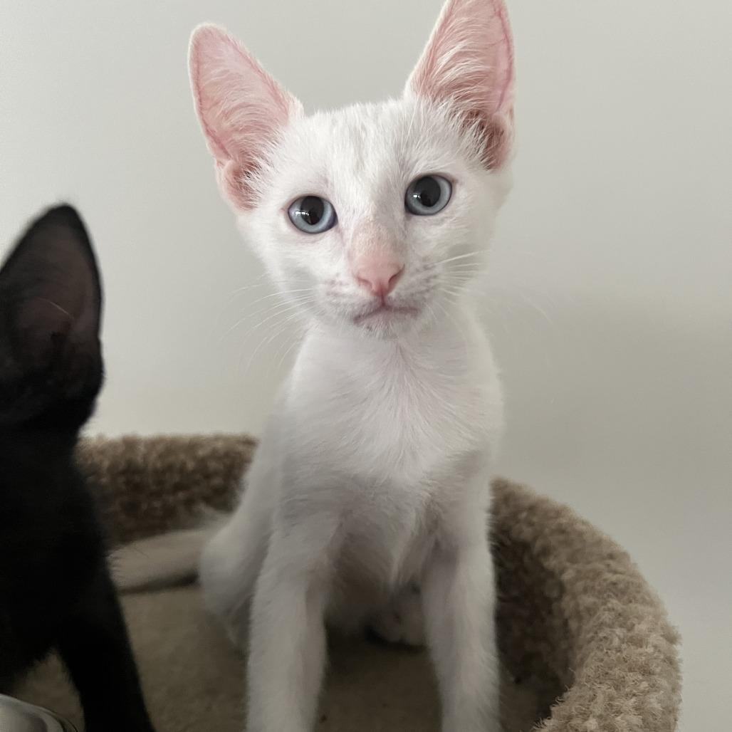 Enlarge Frank, a Adoptable Domestic Short Hair in Tempe, AZ image 3/4