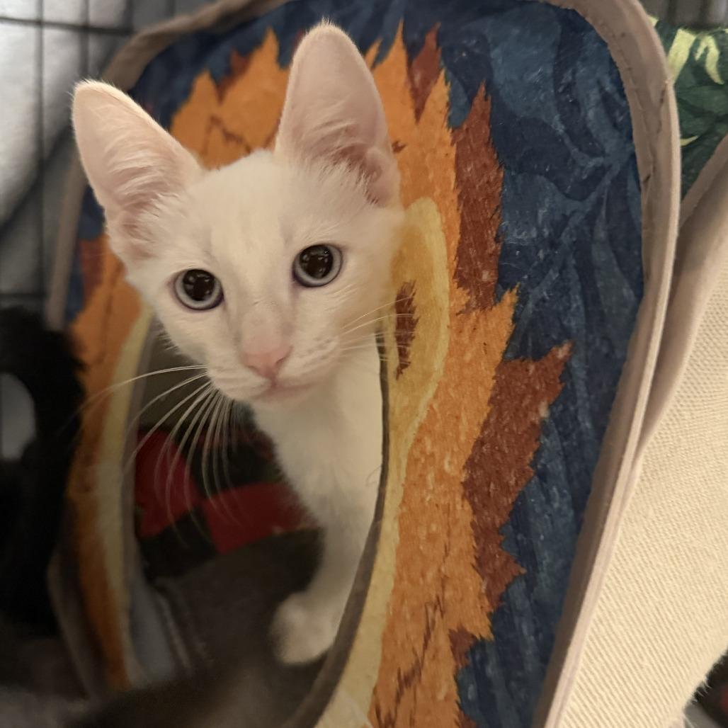 Enlarge Frank, a Adoptable Domestic Short Hair in Tempe, AZ image 4/4