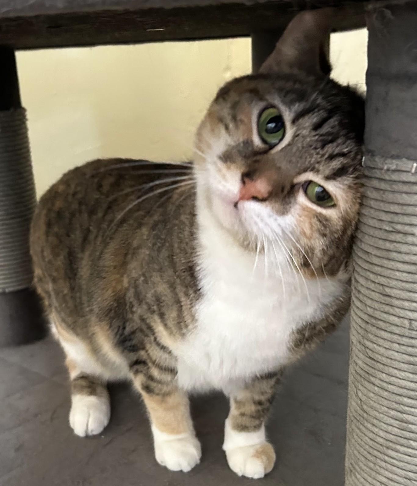 Sugar - Courtesy Listing - Sweet, Shy & Simply Lovely 6