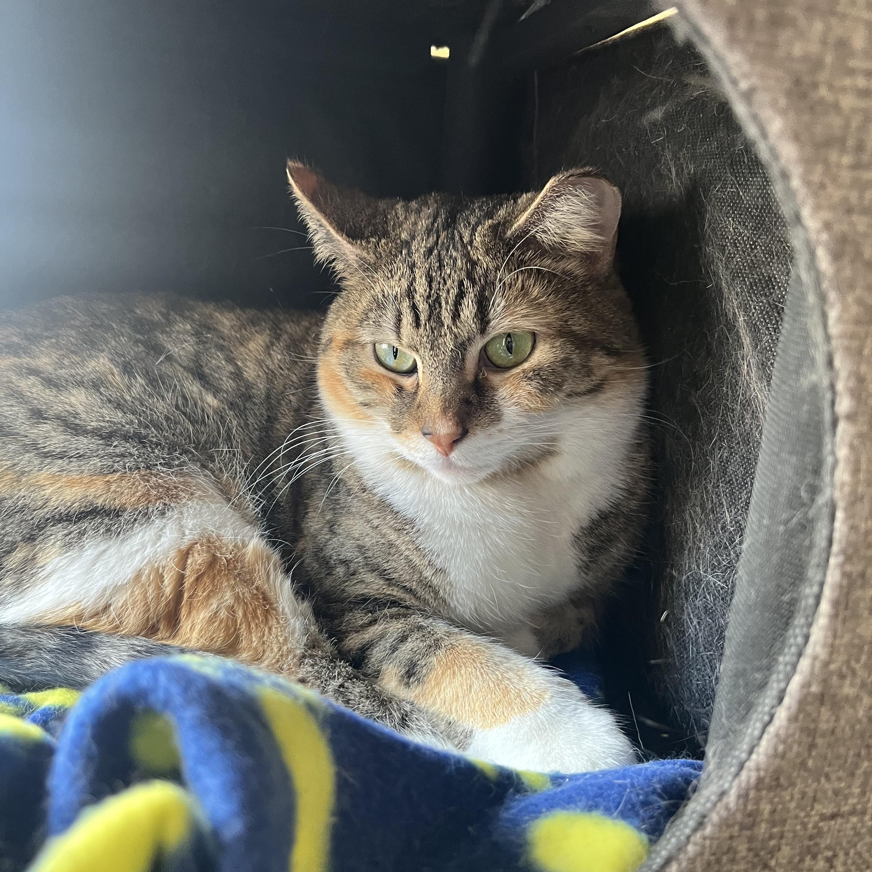 Sugar - Courtesy Listing - Sweet, Shy & Simply Lovely 2