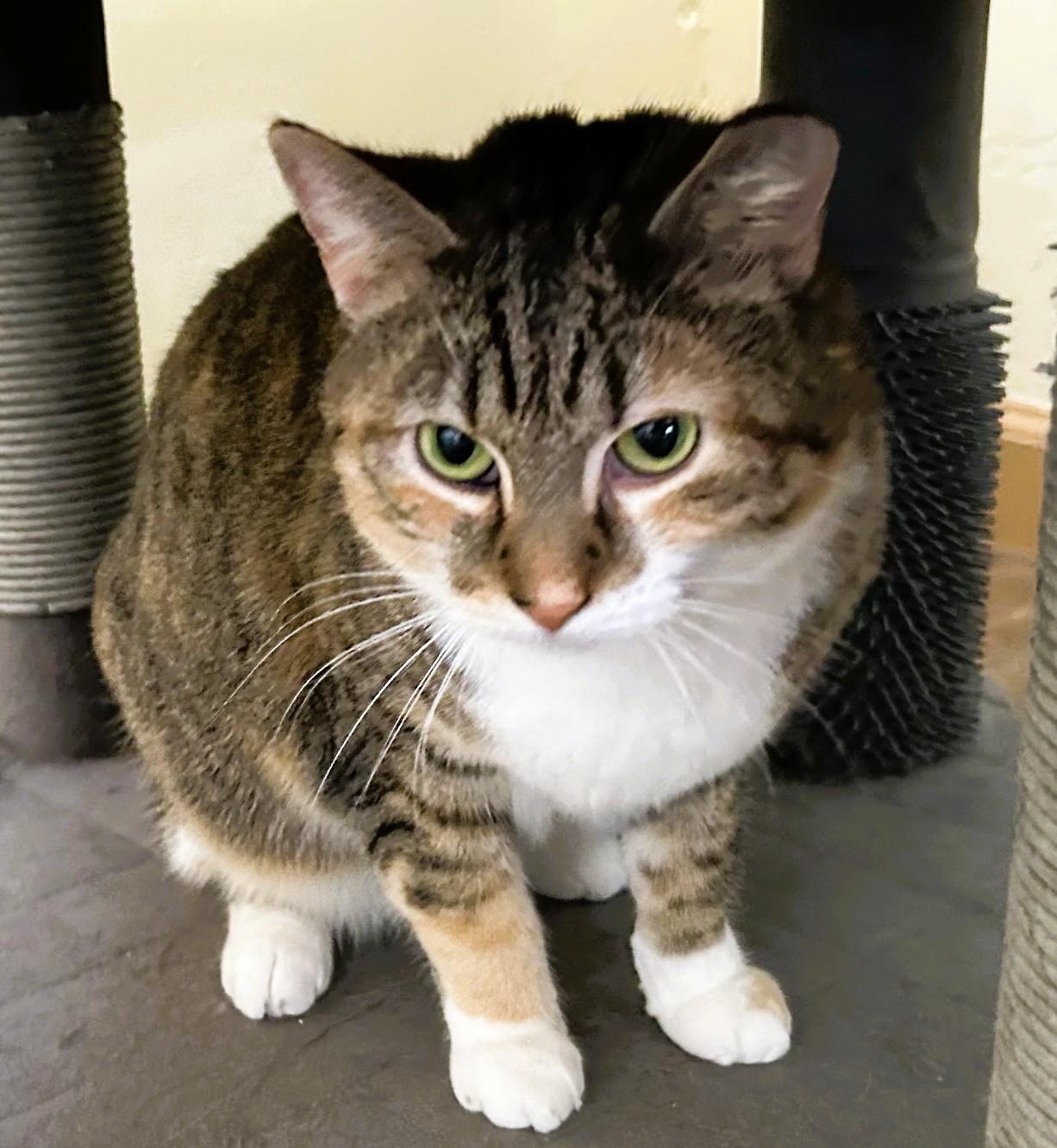 Sugar - Courtesy Listing - Sweet, Shy & Simply Lovely 3