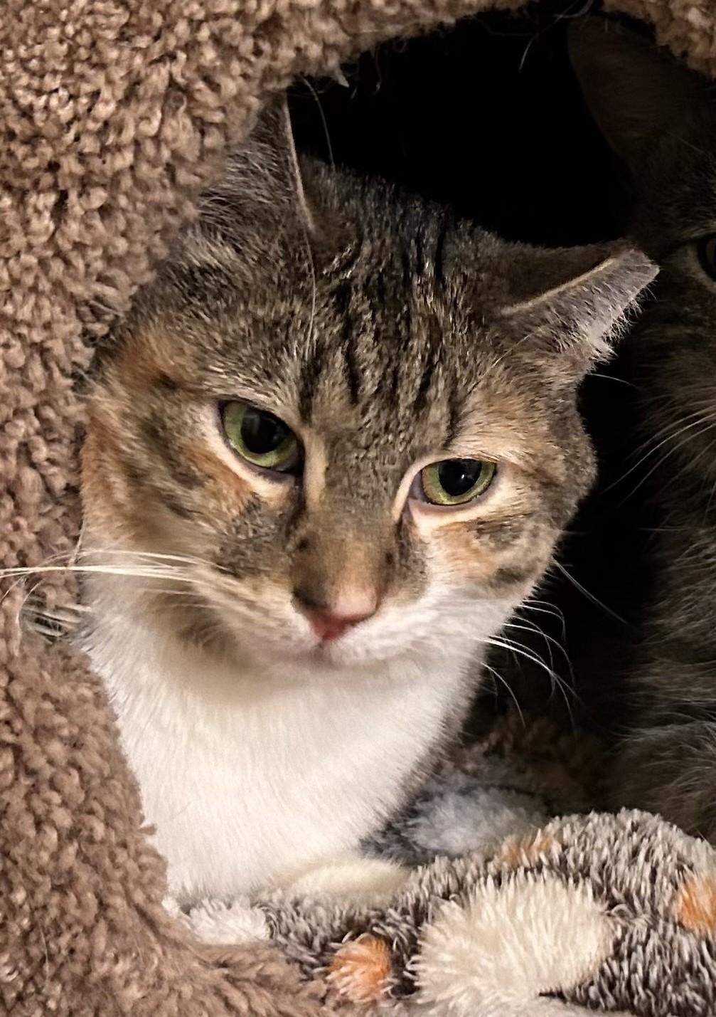 Sugar - Courtesy Listing - Sweet, Shy & Simply Lovely 5