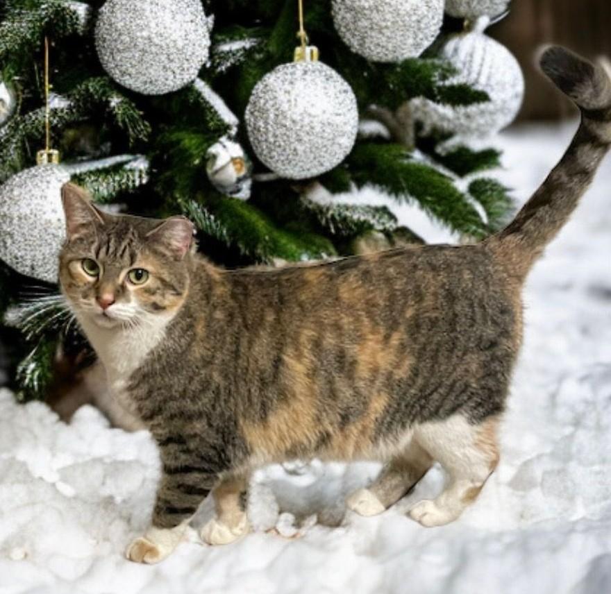 Sugar - Courtesy Listing - Sweet, Shy & Simply Lovely 4