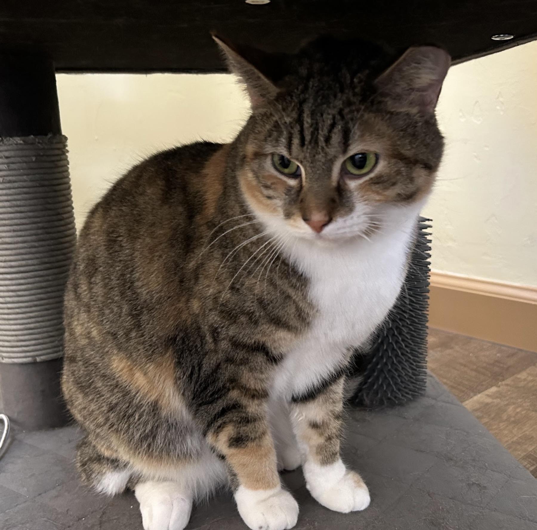 Sugar - Courtesy Listing - Sweet, Shy & Simply Lovely 1