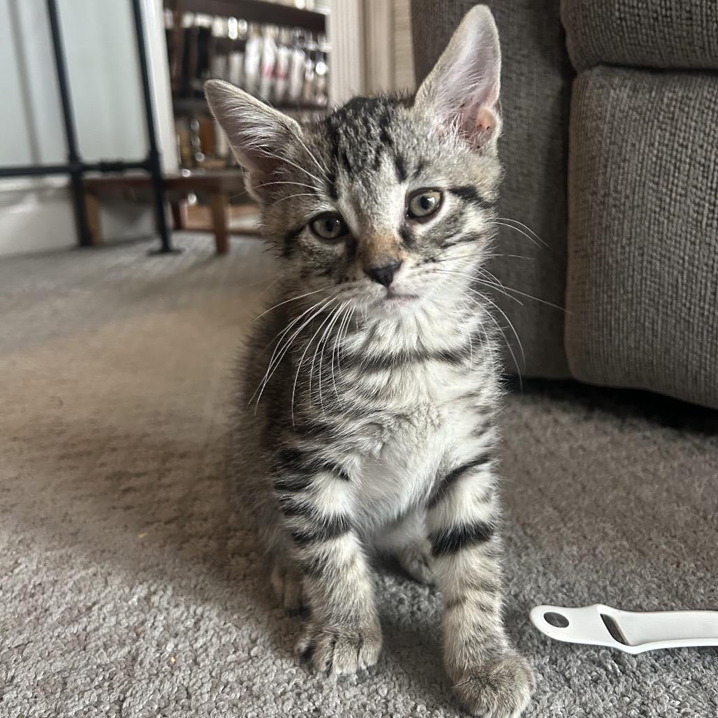 Rudy, Adoptable, Kitten Male Domestic Short Hair.