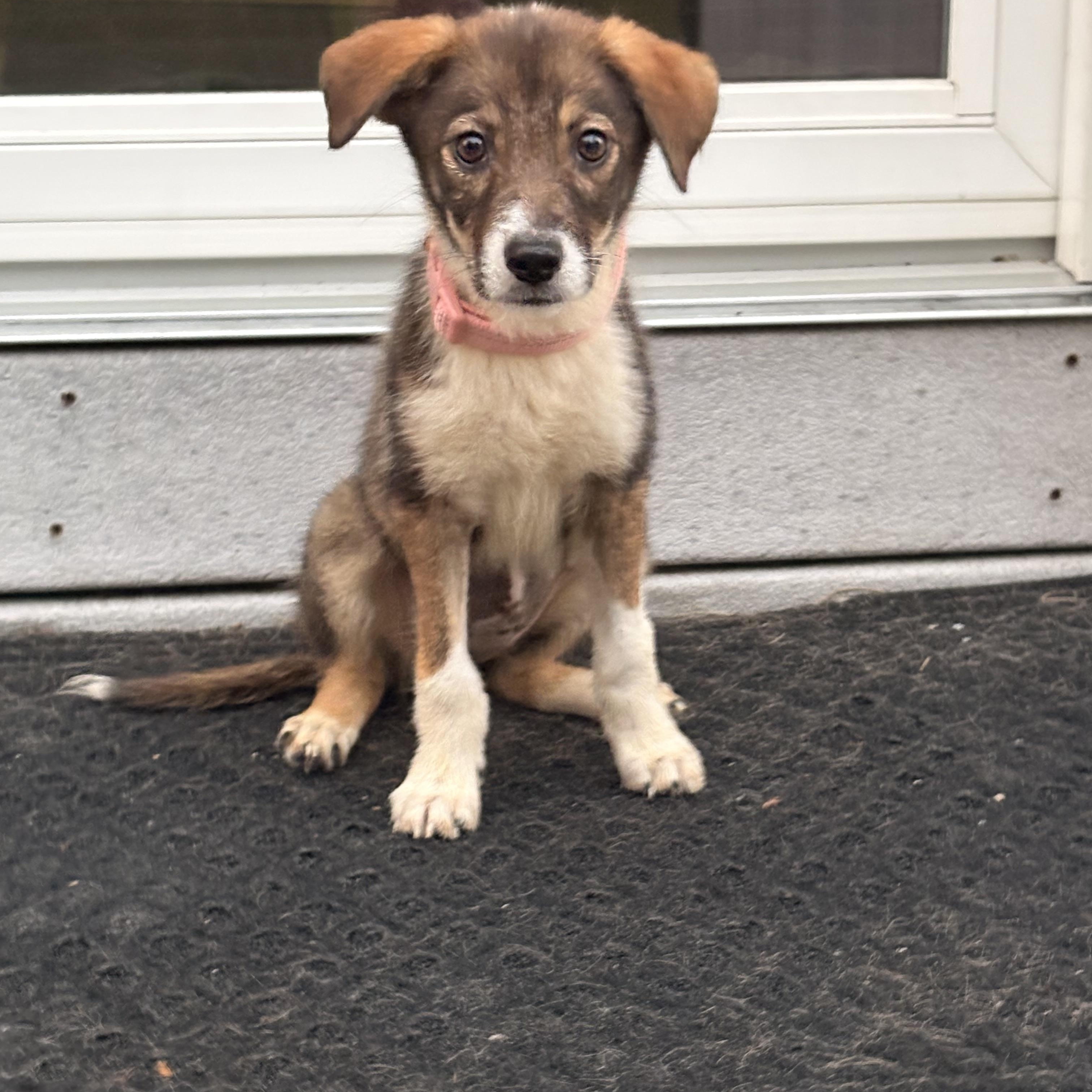 Macy, adopted, Puppy Female Australian Shepherd & Terrier.