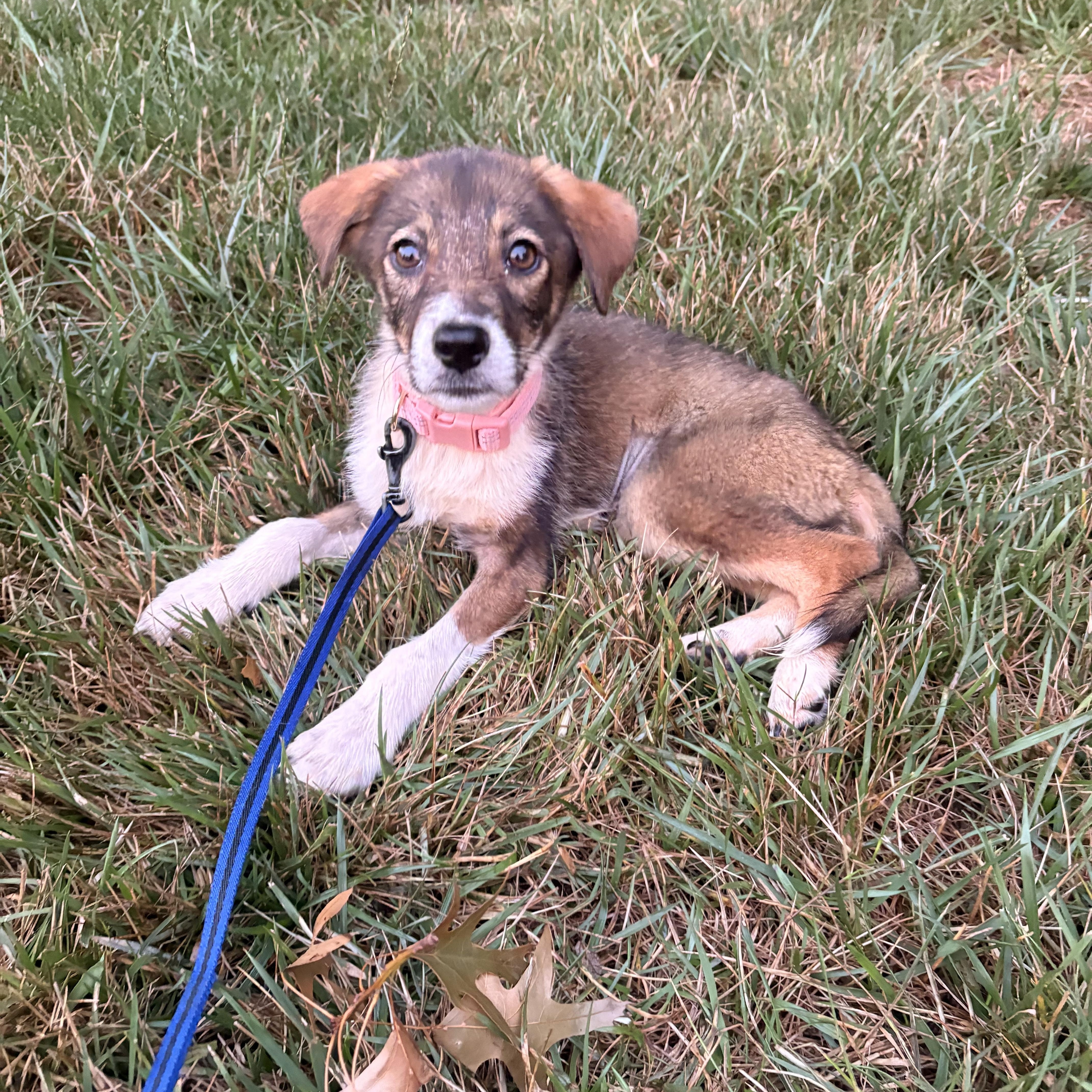 Macy, an adopted mixed breed in Eatontown, NJ image 5/5