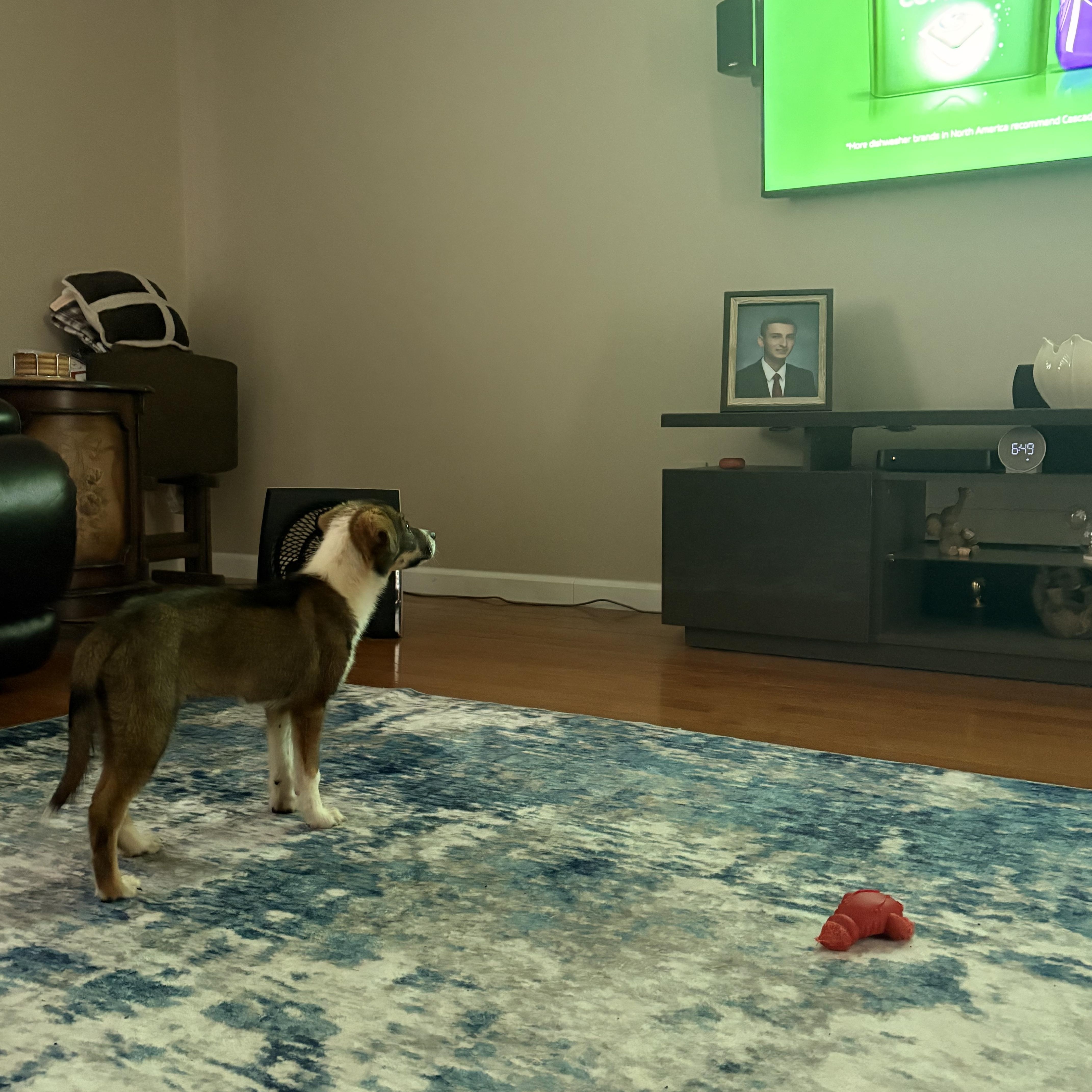 Macy, an adopted mixed breed in Eatontown, NJ image 2/5