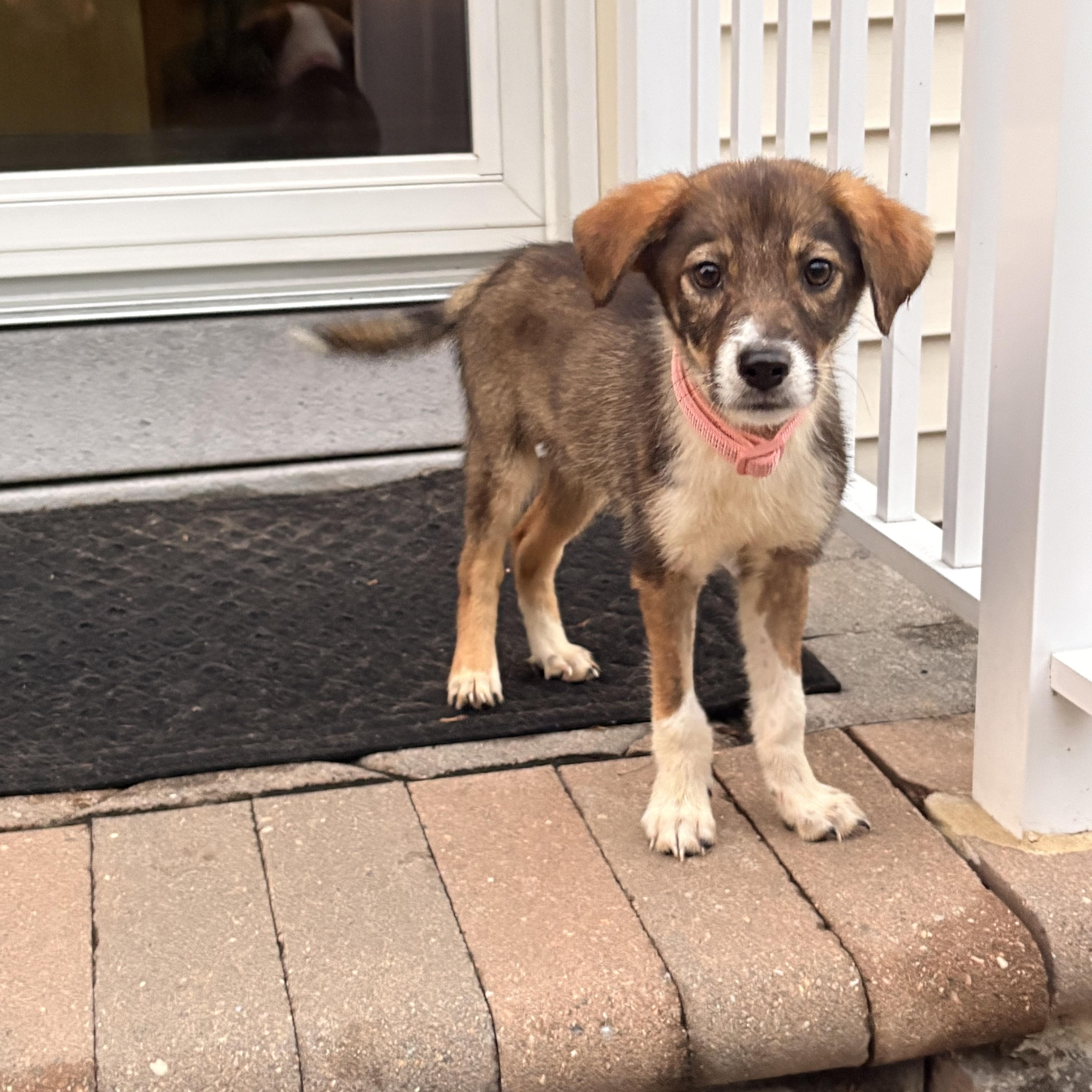 Macy, an adopted mixed breed in Eatontown, NJ image 3/5