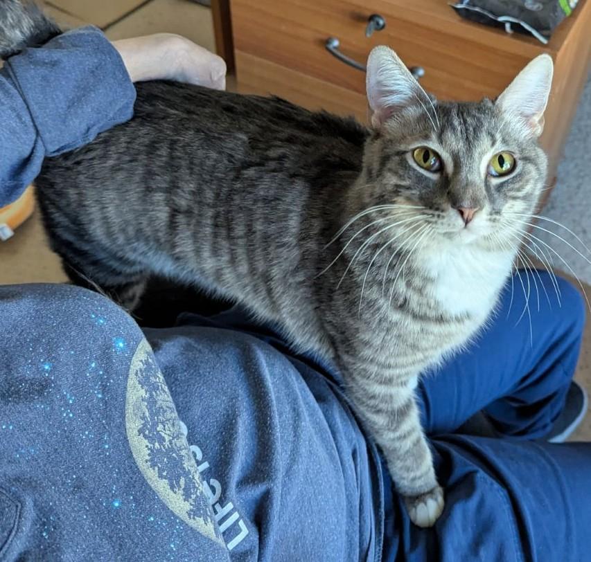 Enlarge River, an adopted Domestic Short Hair in Phoenix, AZ image 4/5