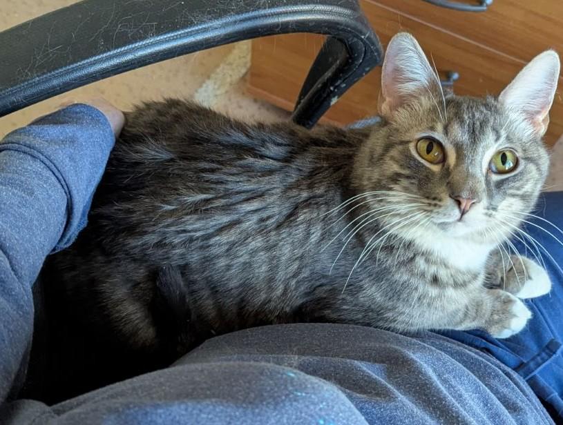 Enlarge River, an adopted Domestic Short Hair in Phoenix, AZ image 1/5