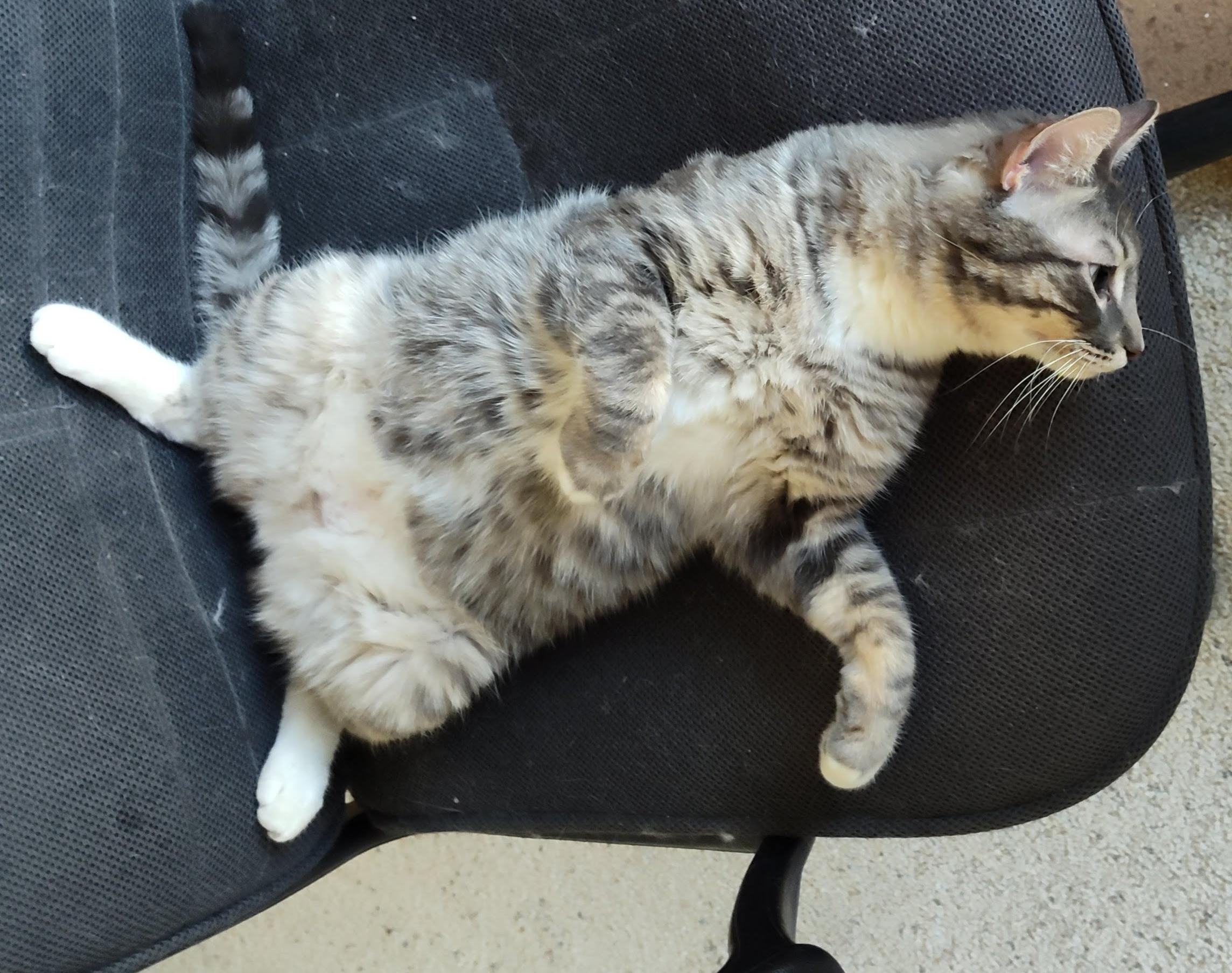 Enlarge River, an adopted Domestic Short Hair in Phoenix, AZ image 2/5