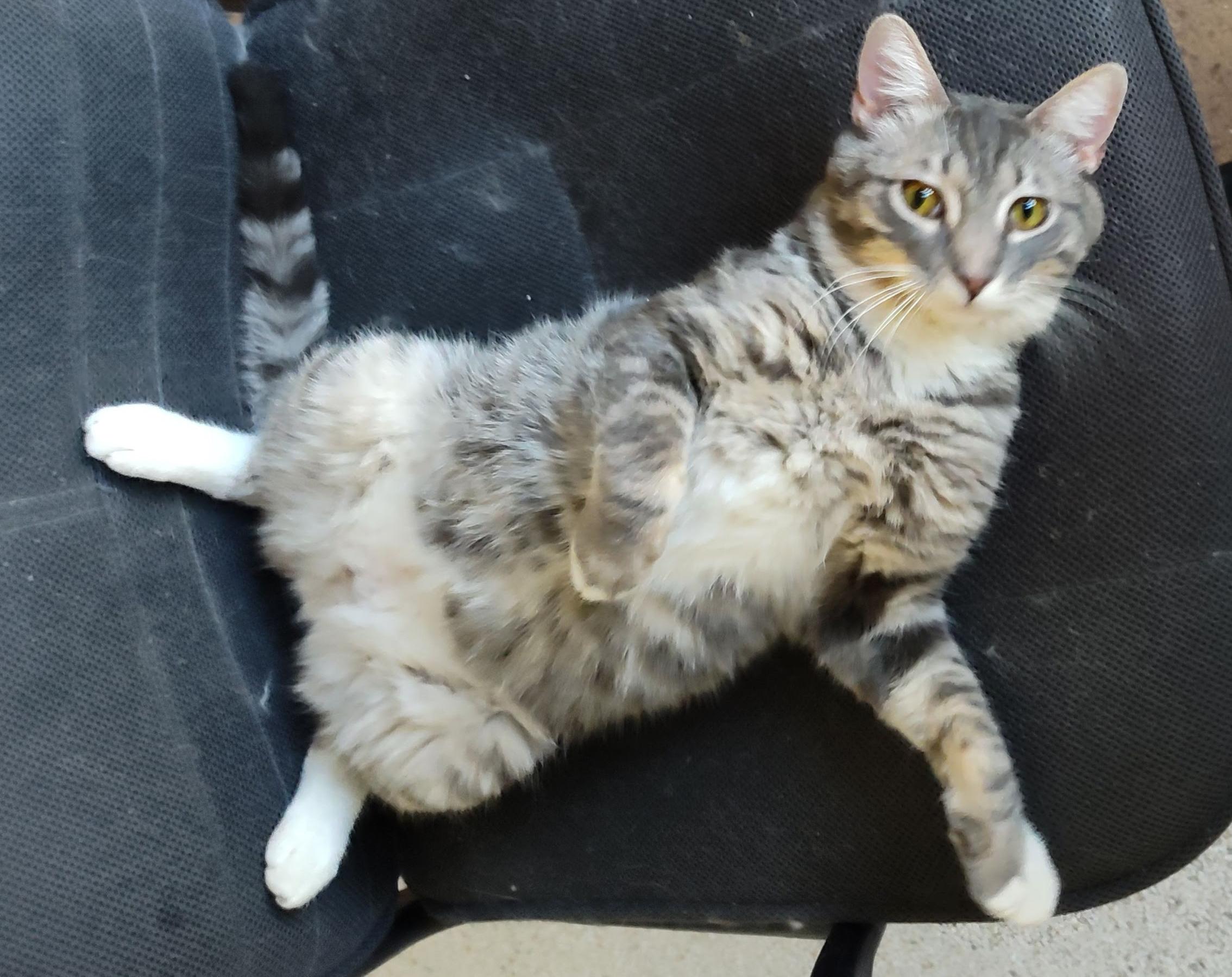 Enlarge River, an adopted Domestic Short Hair in Phoenix, AZ image 5/5