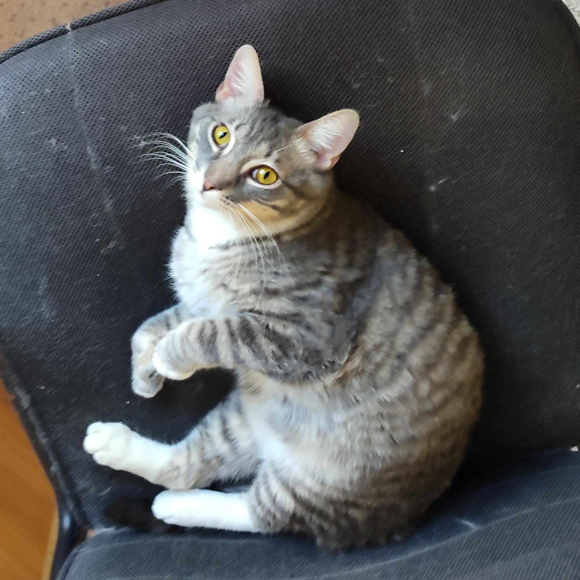 Enlarge River, an adopted Domestic Short Hair in Phoenix, AZ image 3/5