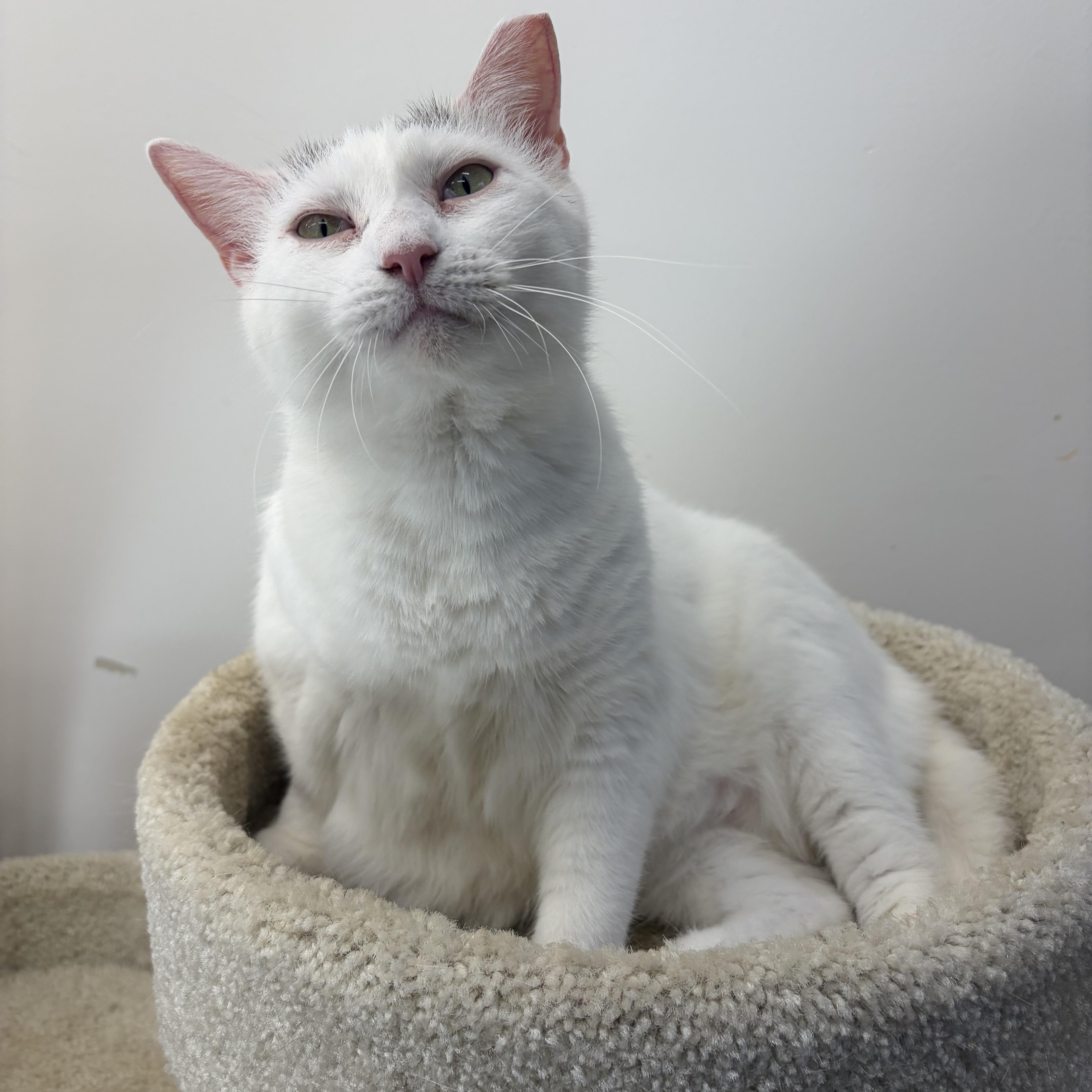 Cloud, Adoptable, Adult Female Domestic Short Hair.