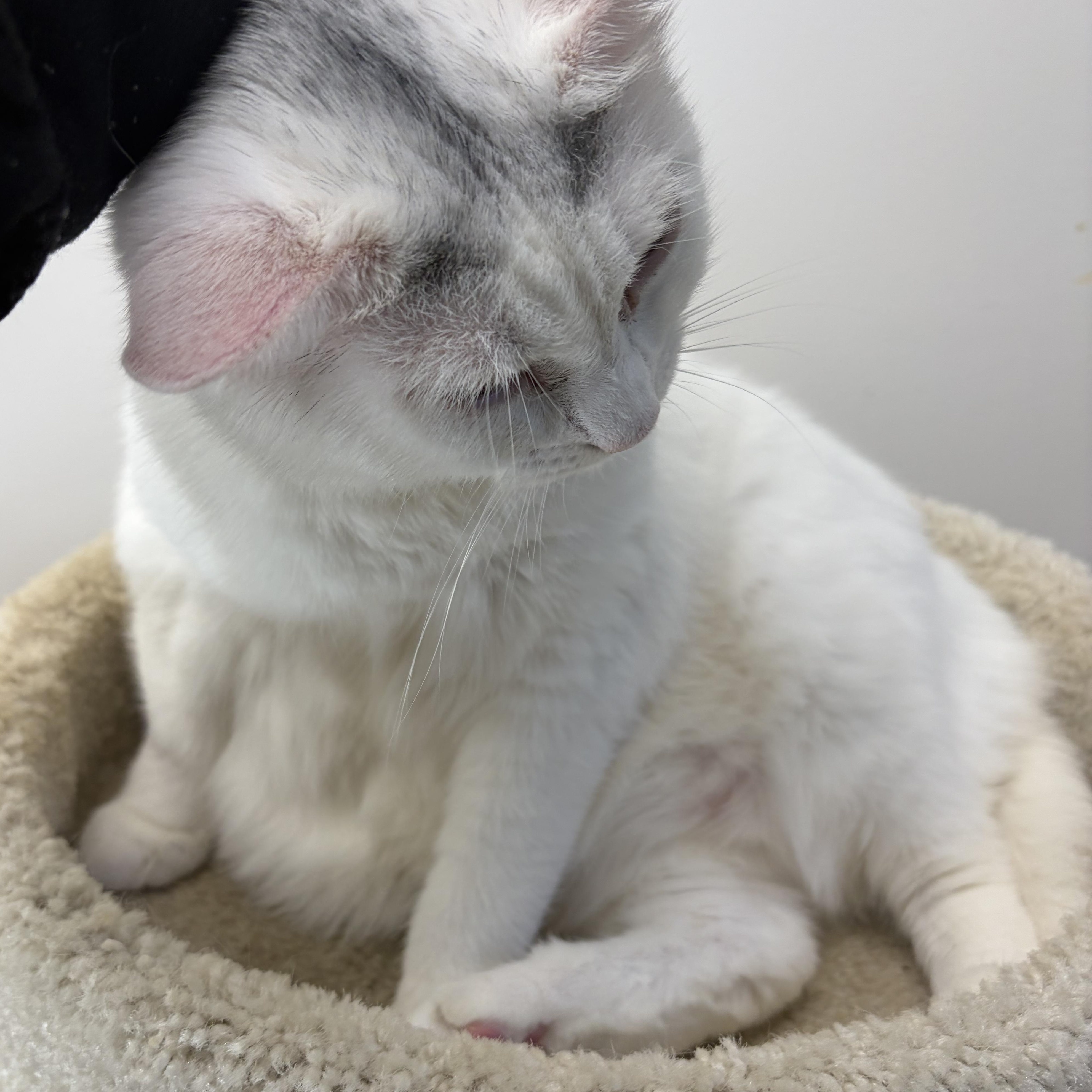 Enlarge Cloud, a Adoptable Domestic Short Hair in AQUEBOGUE, NY image 3/3