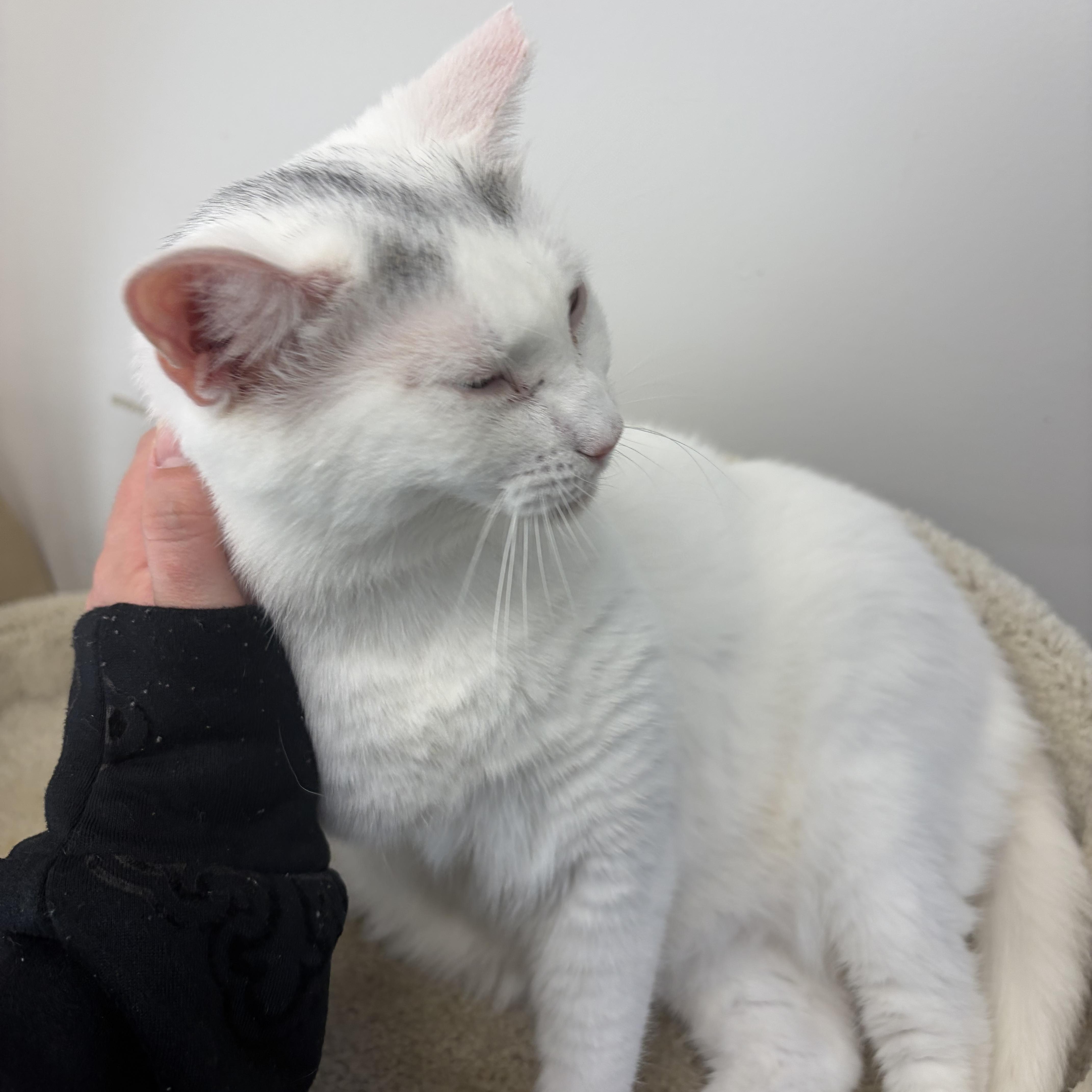 Enlarge Cloud, a Adoptable Domestic Short Hair in AQUEBOGUE, NY image 2/3