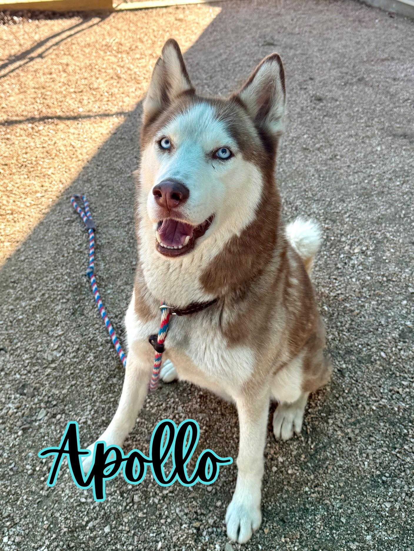 Apollo, ADOPTABLE, Adult Male Siberian Husky.