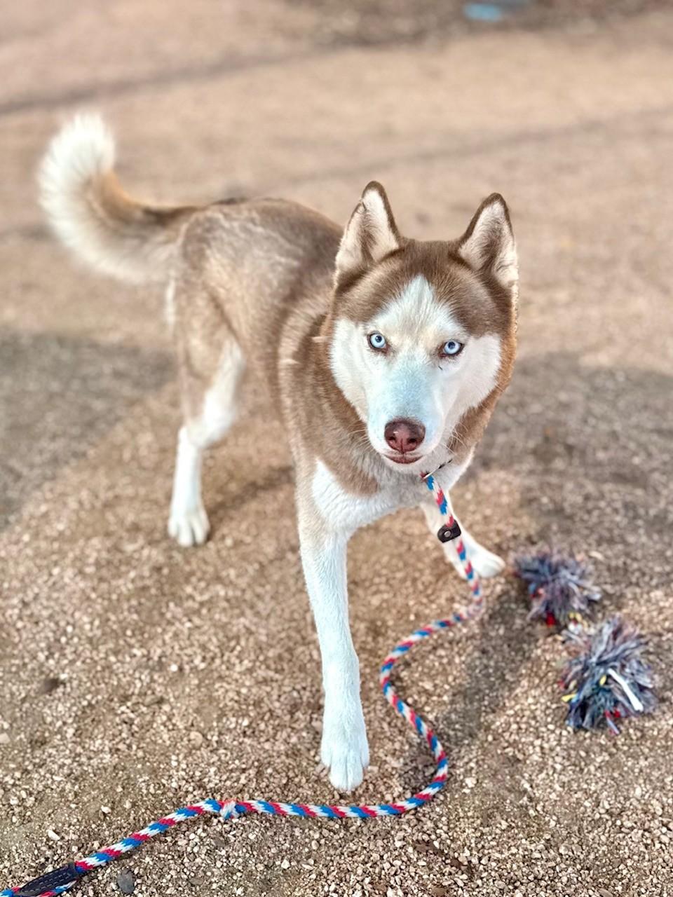 Enlarge Apollo, a ADOPTABLE Siberian Husky in Comfort, TX image 5/5