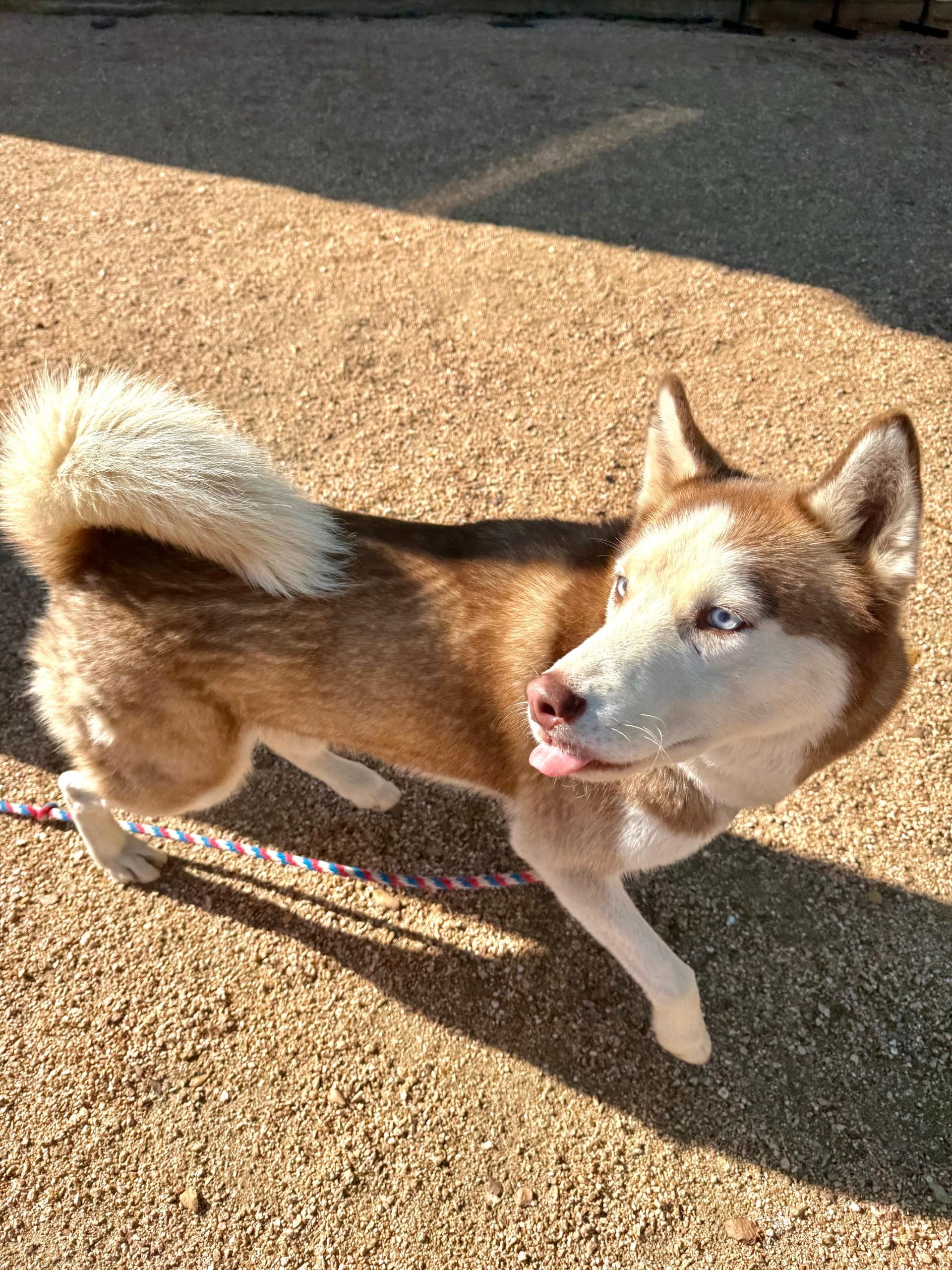 Enlarge Apollo, a ADOPTABLE Siberian Husky in Comfort, TX image 3/5