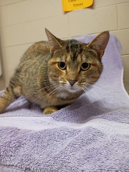 Enlarge Toast, a Adoptable mixed breed in New Albany, IN image 1/2