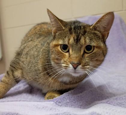 Enlarge Toast, a Adoptable mixed breed in New Albany, IN image 2/2