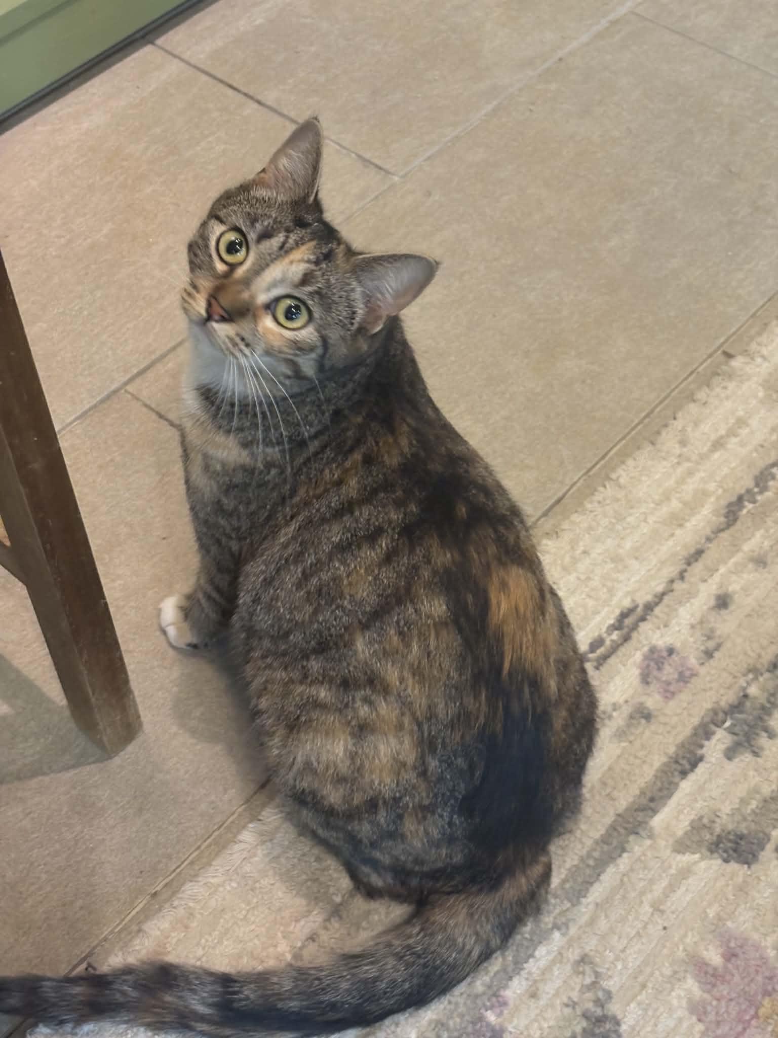 Pepper Ann, a ADOPTABLE Domestic Short Hair in Rochester, NY image 2/3