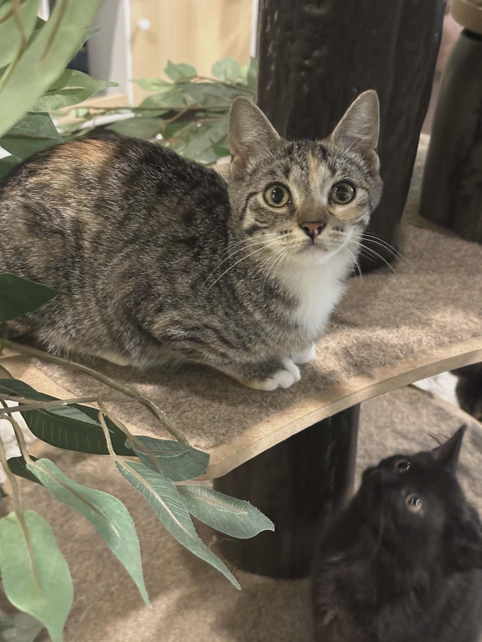 Pepper Ann, ADOPTABLE, Young Female Domestic Short Hair.