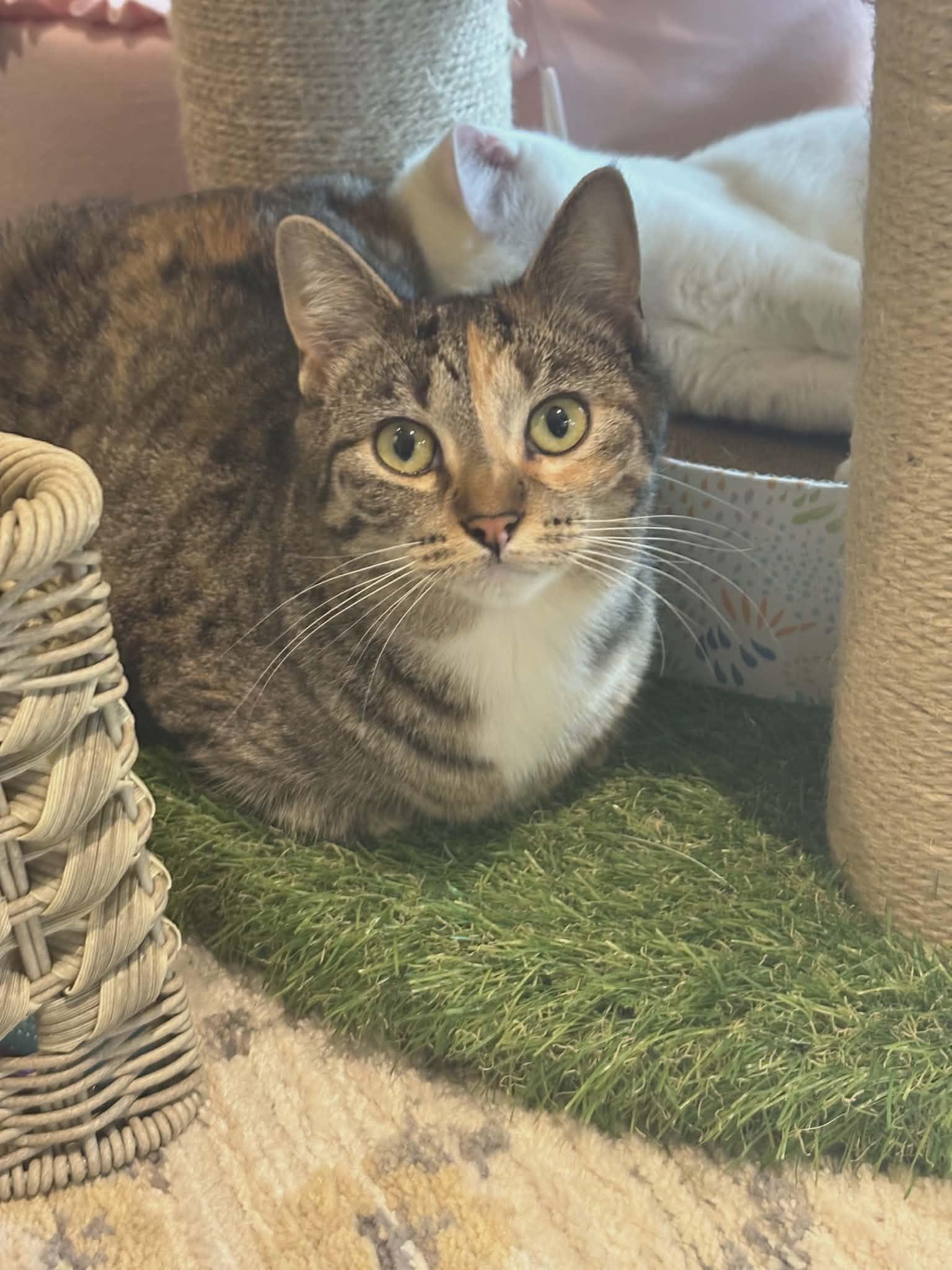 Pepper Ann, a ADOPTABLE Domestic Short Hair in Rochester, NY image 3/3