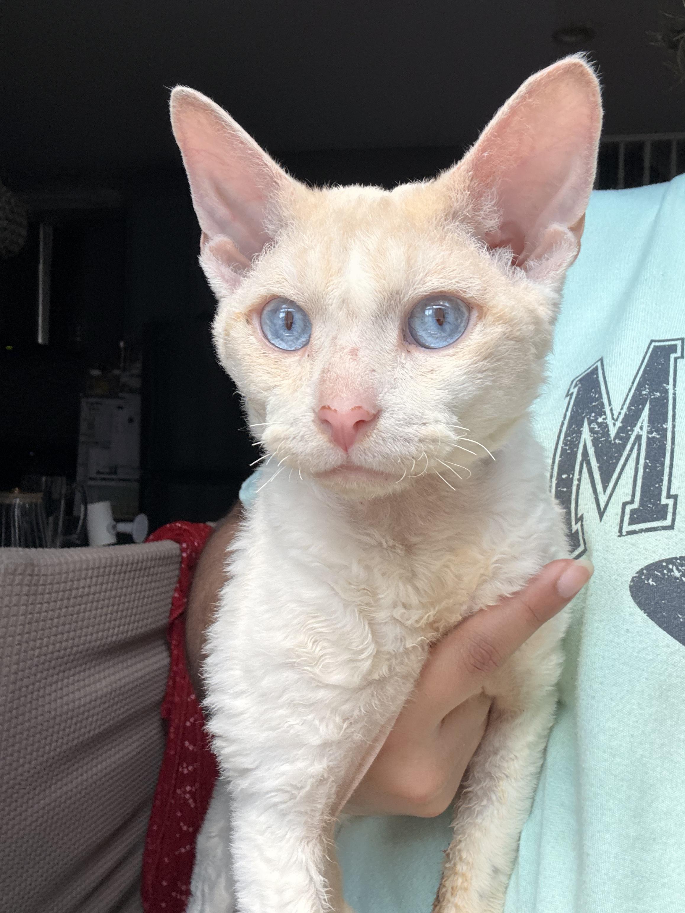 Enlarge Curly Fry, an adopted mixed breed in Long Island City, NY image 1/5