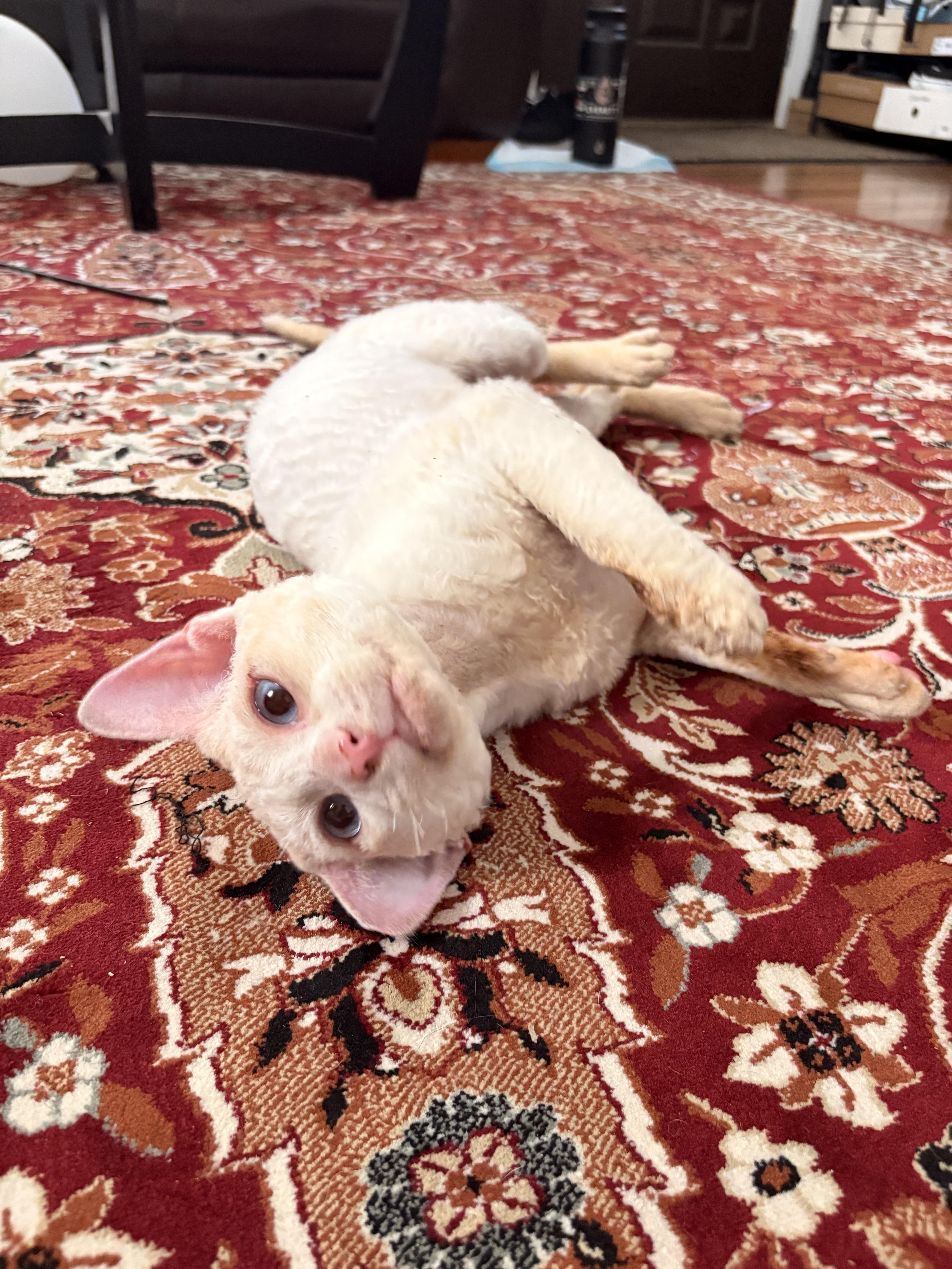 Enlarge Curly Fry, an adopted mixed breed in Long Island City, NY image 2/5
