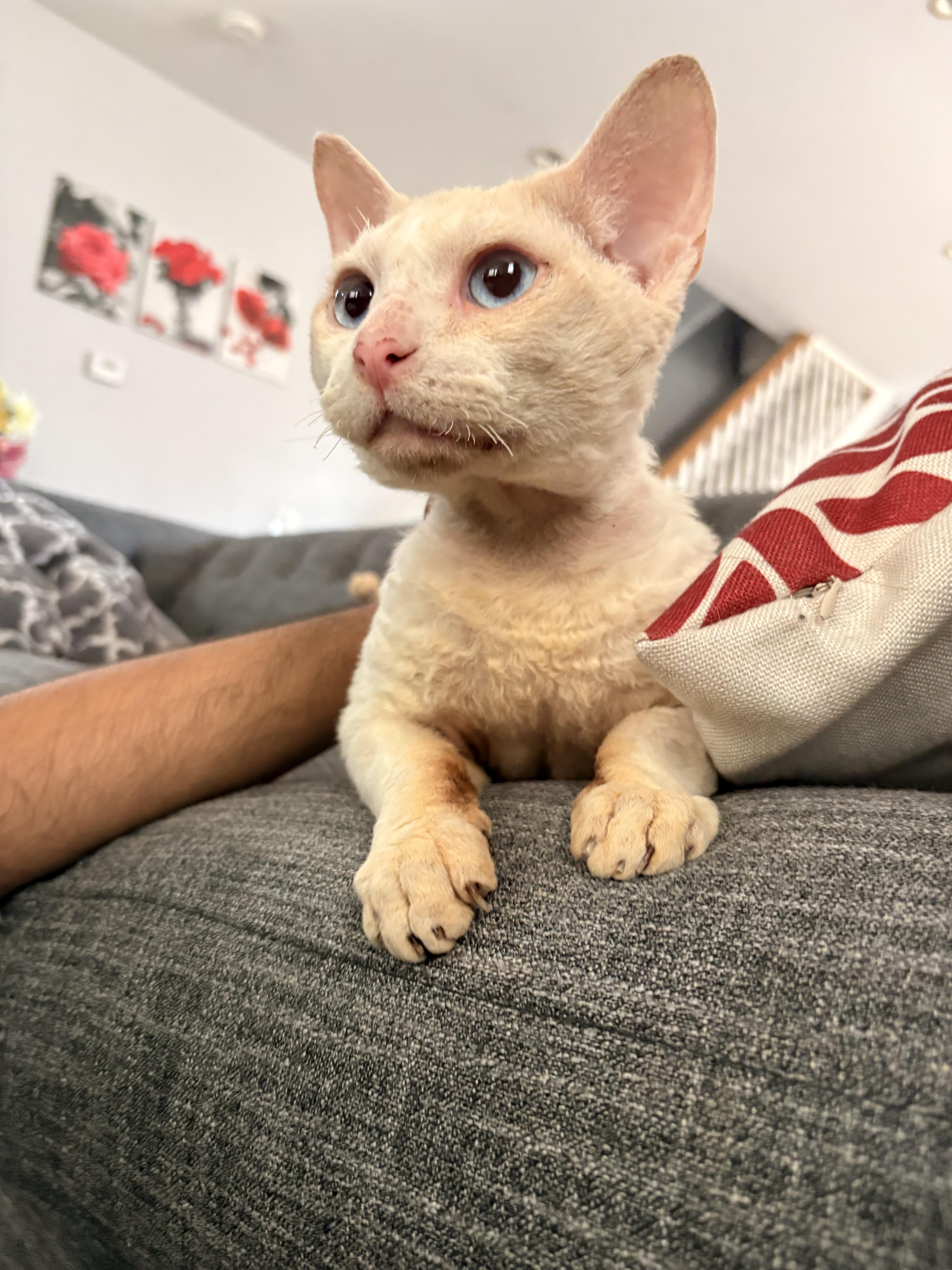 Enlarge Curly Fry, an adopted mixed breed in Long Island City, NY image 3/5