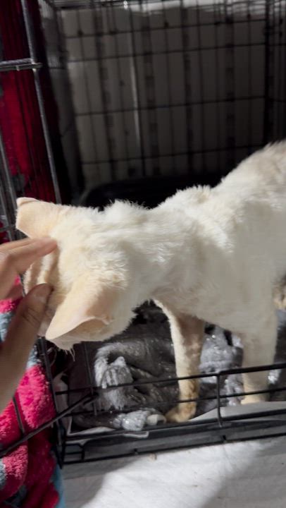 Enlarge Curly Fry, an adopted mixed breed in Long Island City, NY video 5/5