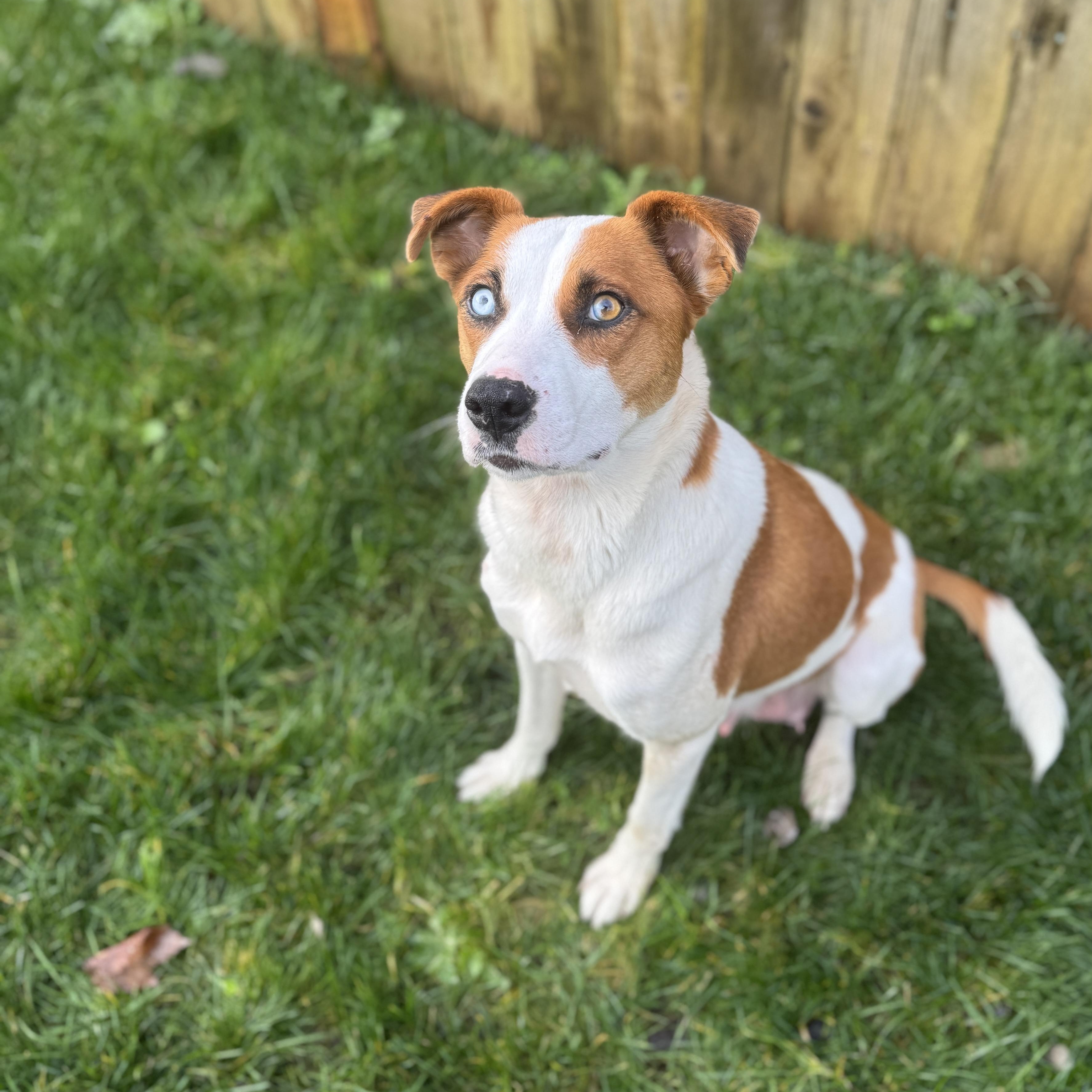 Enlarge Snow White, a ADOPTABLE mixed breed in Vancouver, WA image 4/4
