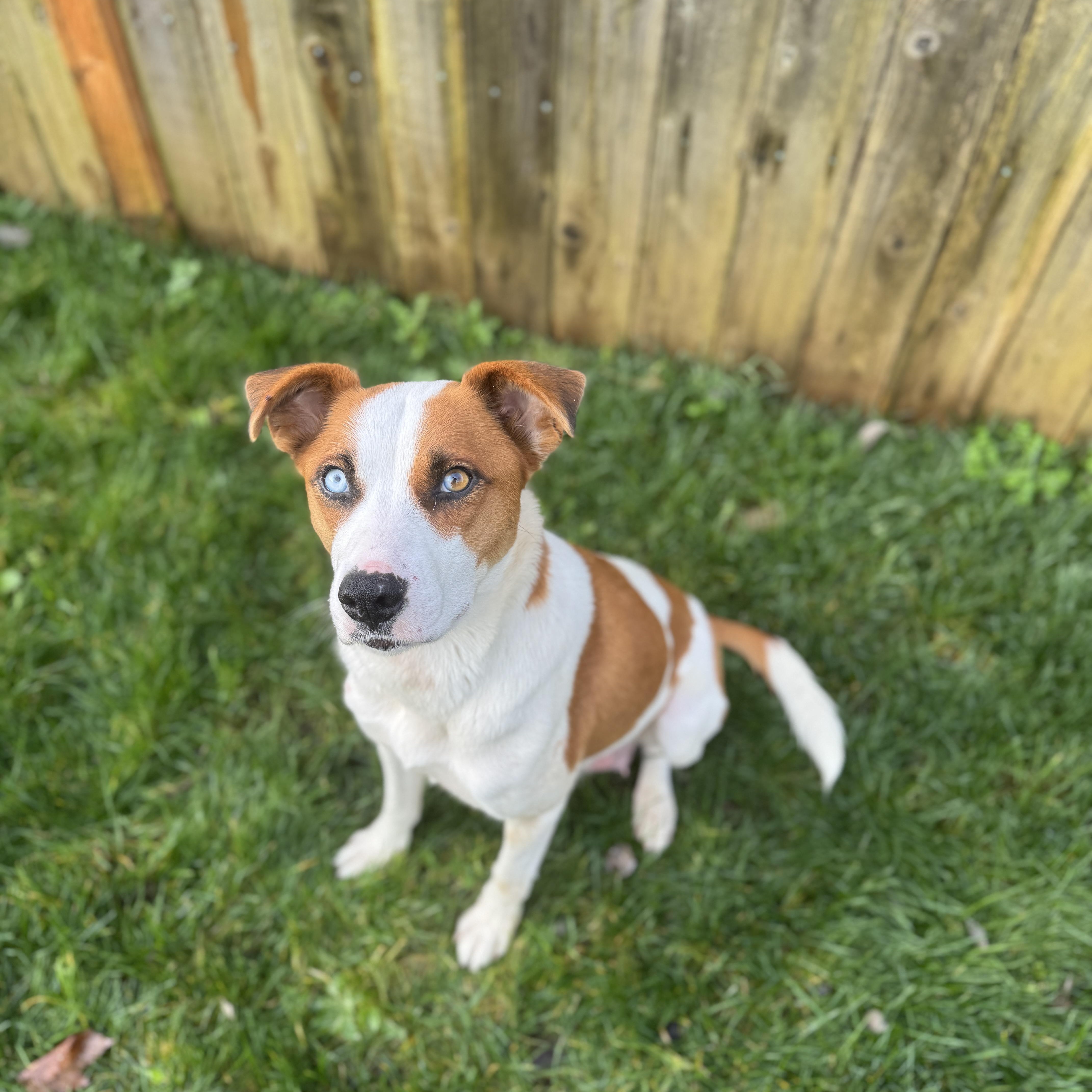 Snow White, ADOPTABLE, Young Female Cattle Dog & Border Collie.