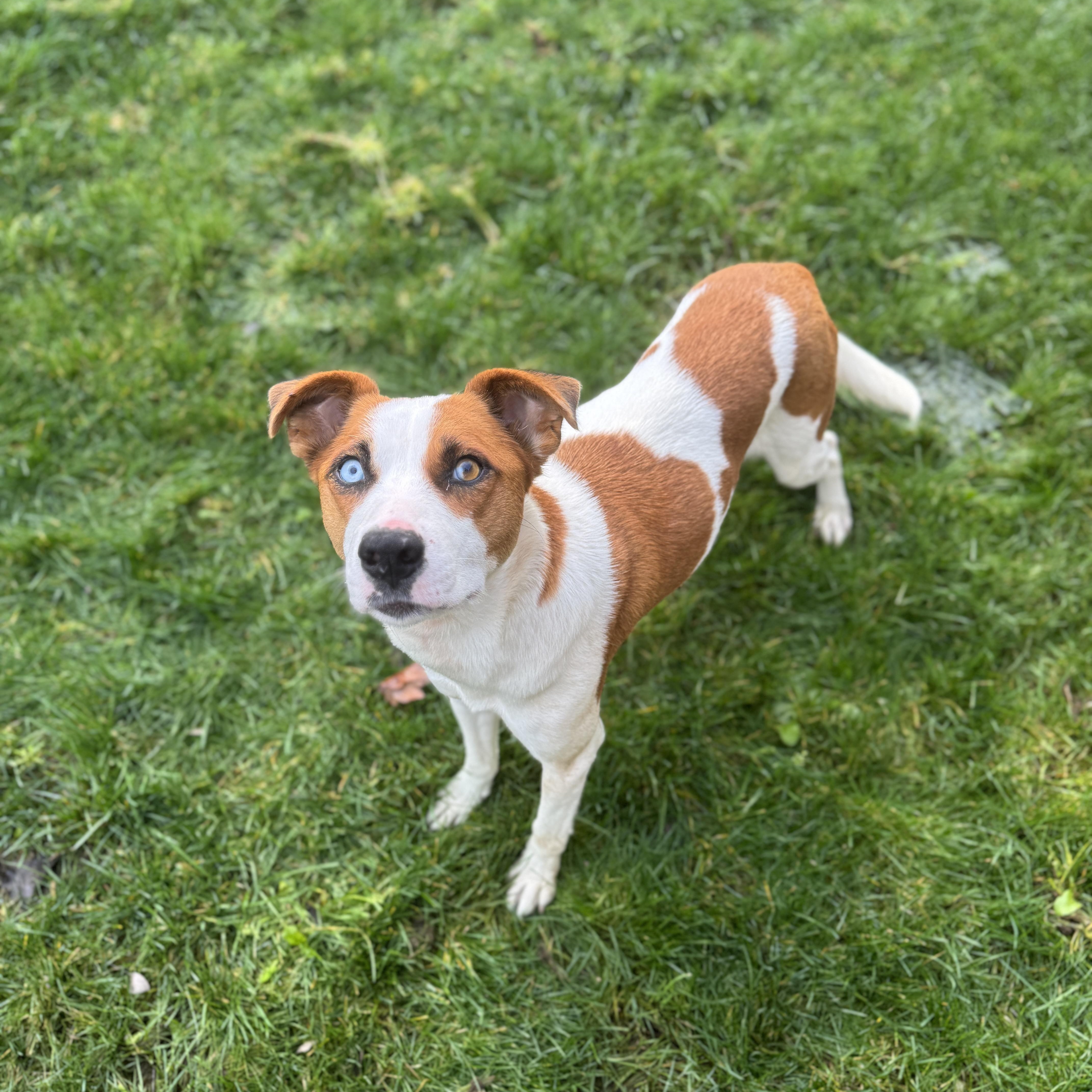 Enlarge Snow White, a ADOPTABLE mixed breed in Vancouver, WA image 3/4