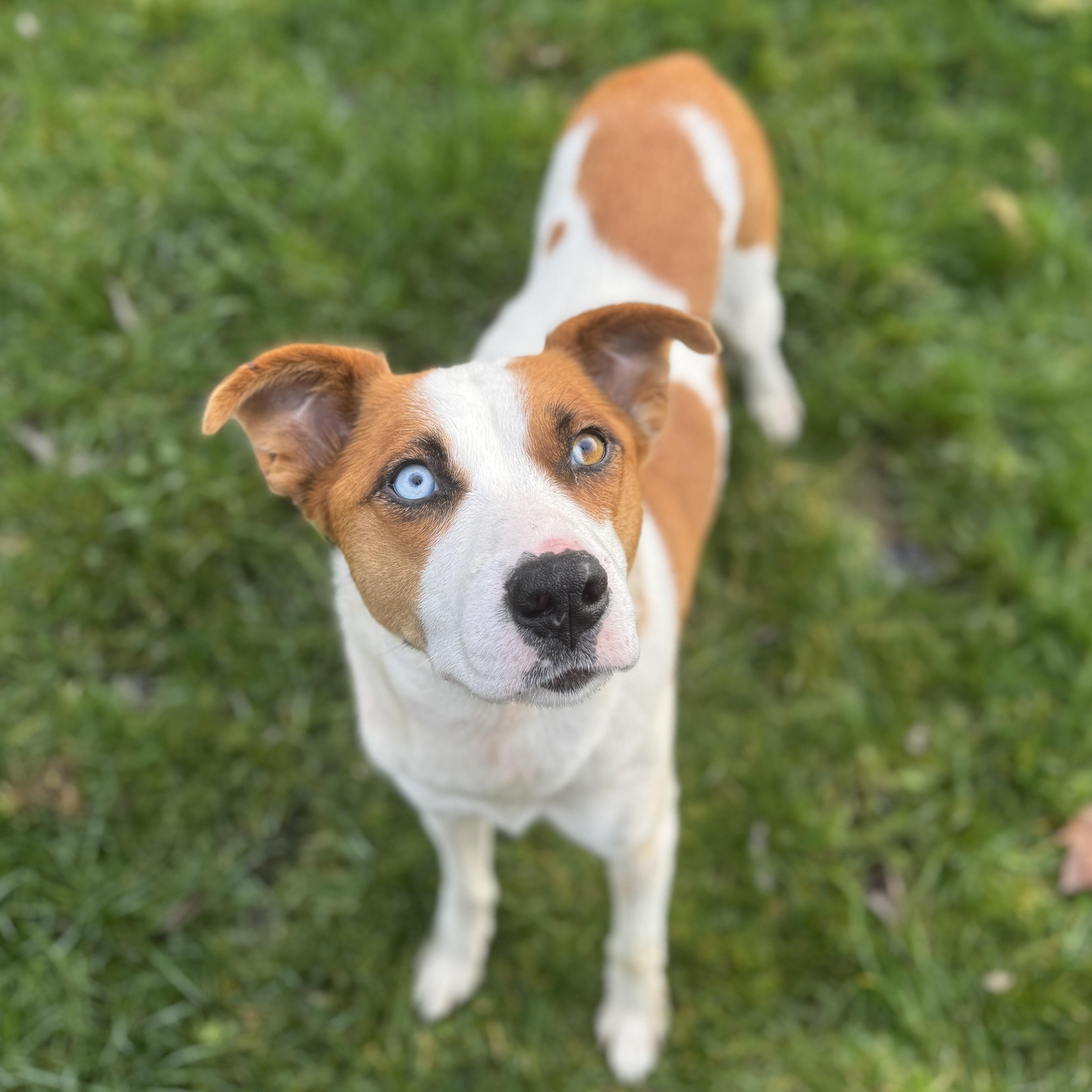 Enlarge Snow White, a ADOPTABLE mixed breed in Vancouver, WA image 2/4