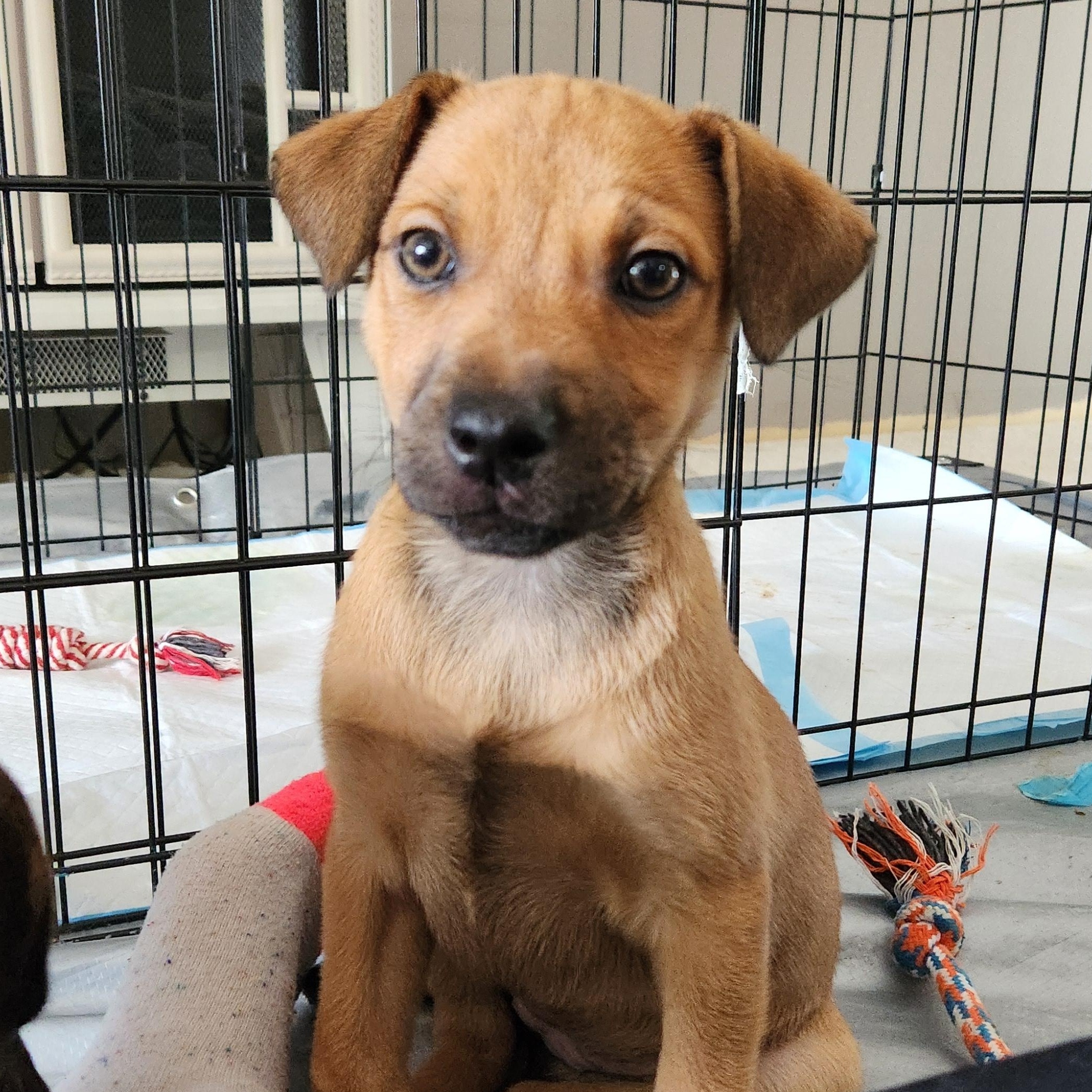 Tally, an adopted mixed breed in Minneapolis, MN image 3/6