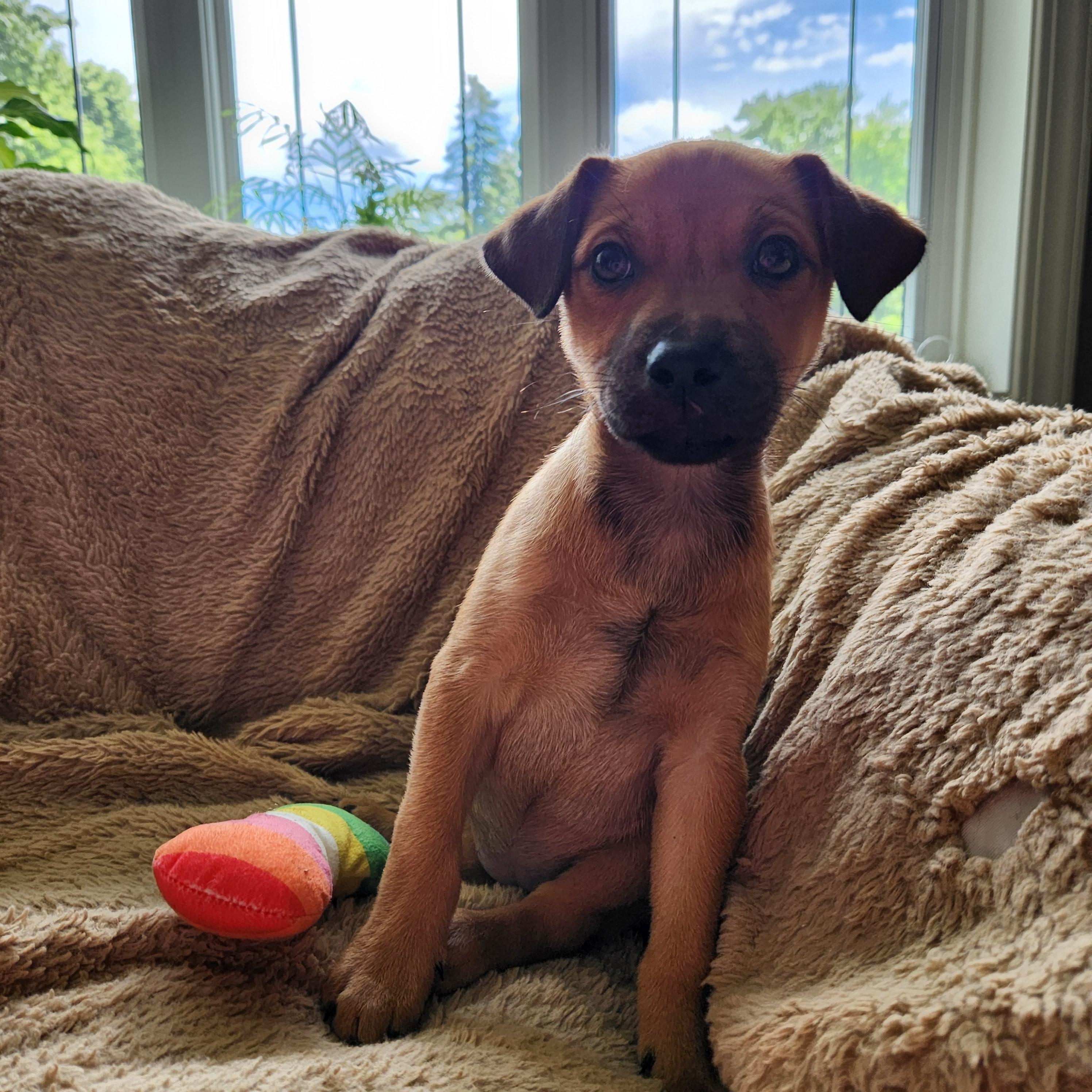 Tally, an adopted mixed breed in Minneapolis, MN image 5/6