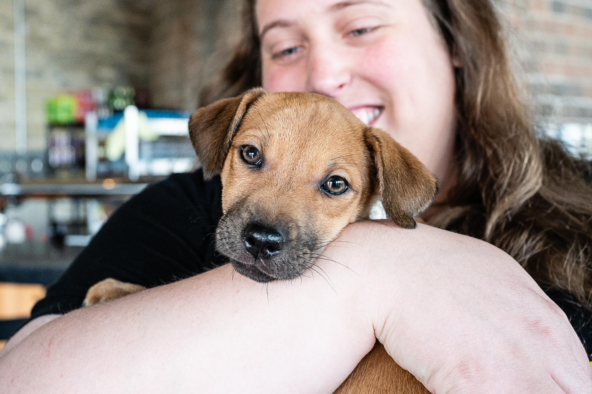 Tally, an adopted mixed breed in Minneapolis, MN image 2/6