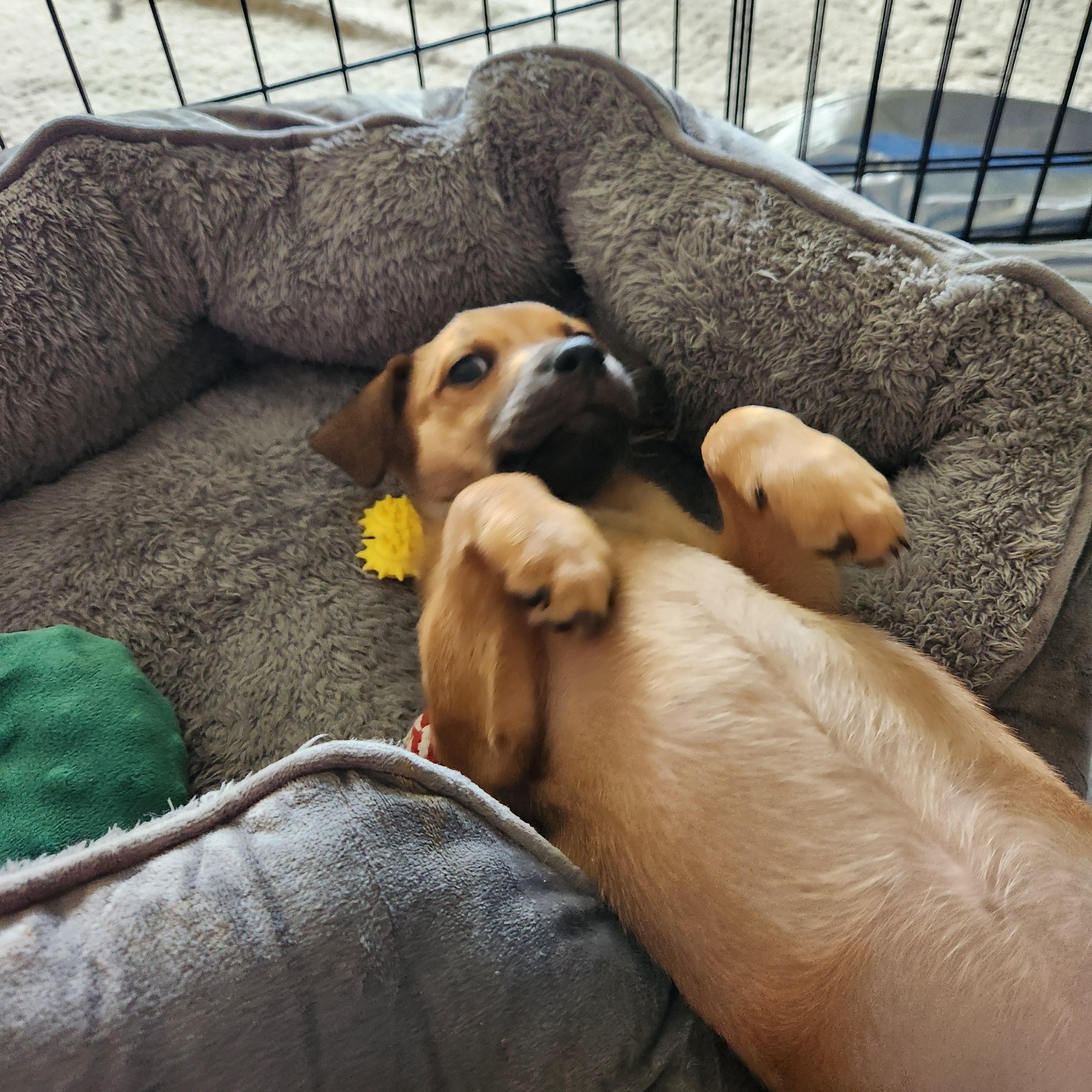 Tally, an adopted mixed breed in Minneapolis, MN image 4/6