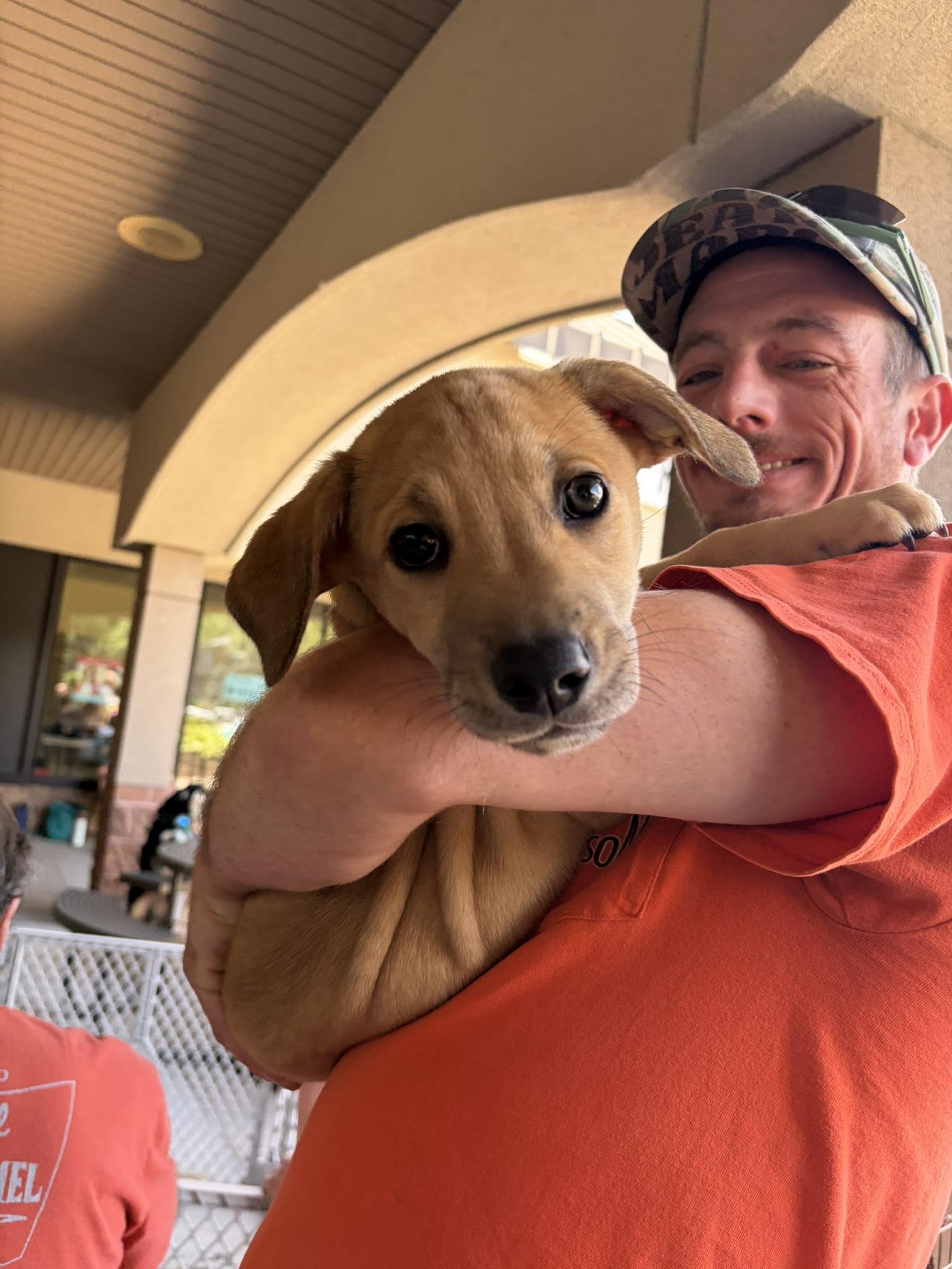 Tally, an adopted mixed breed in Minneapolis, MN image 1/6