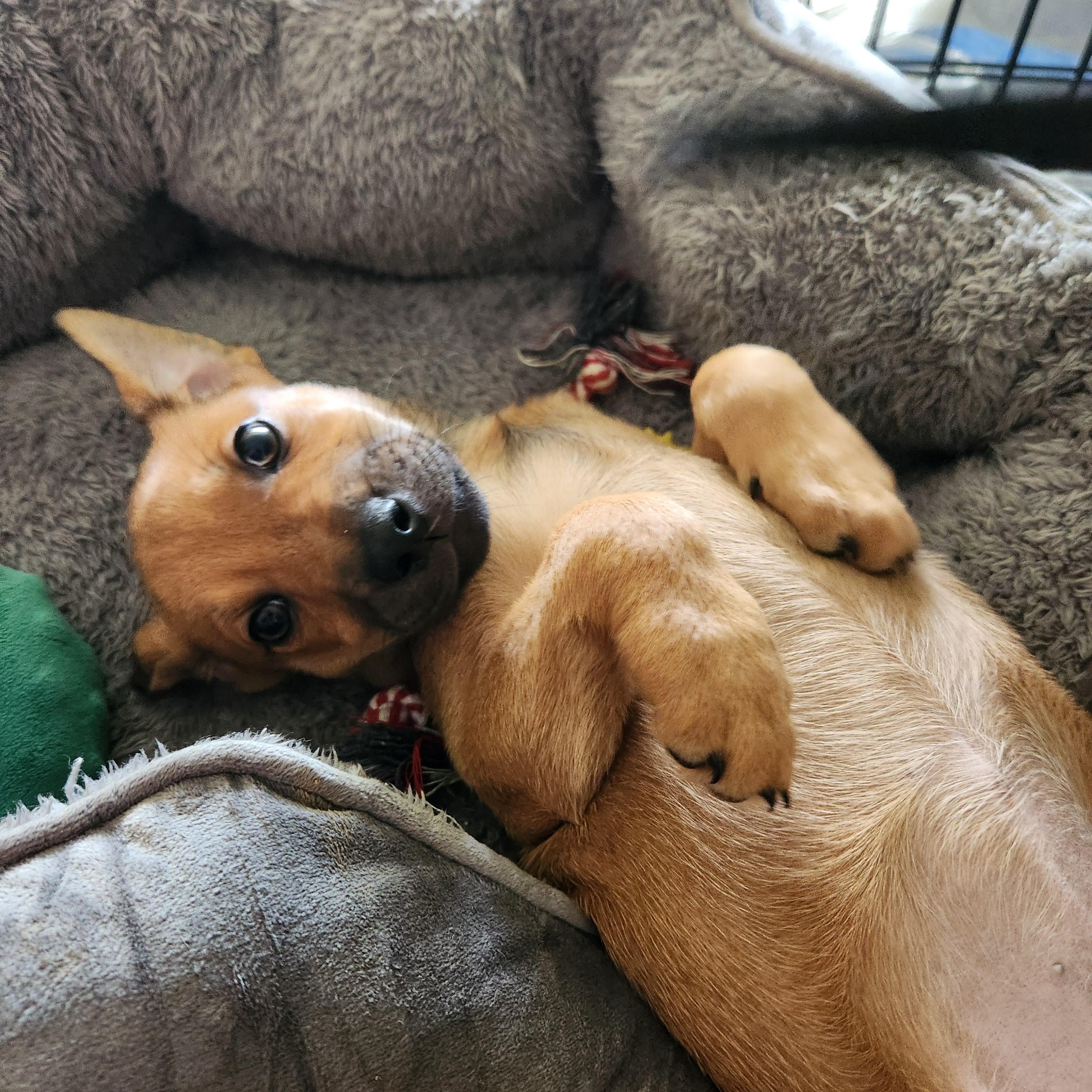 Tally, an adopted mixed breed in Minneapolis, MN image 6/6